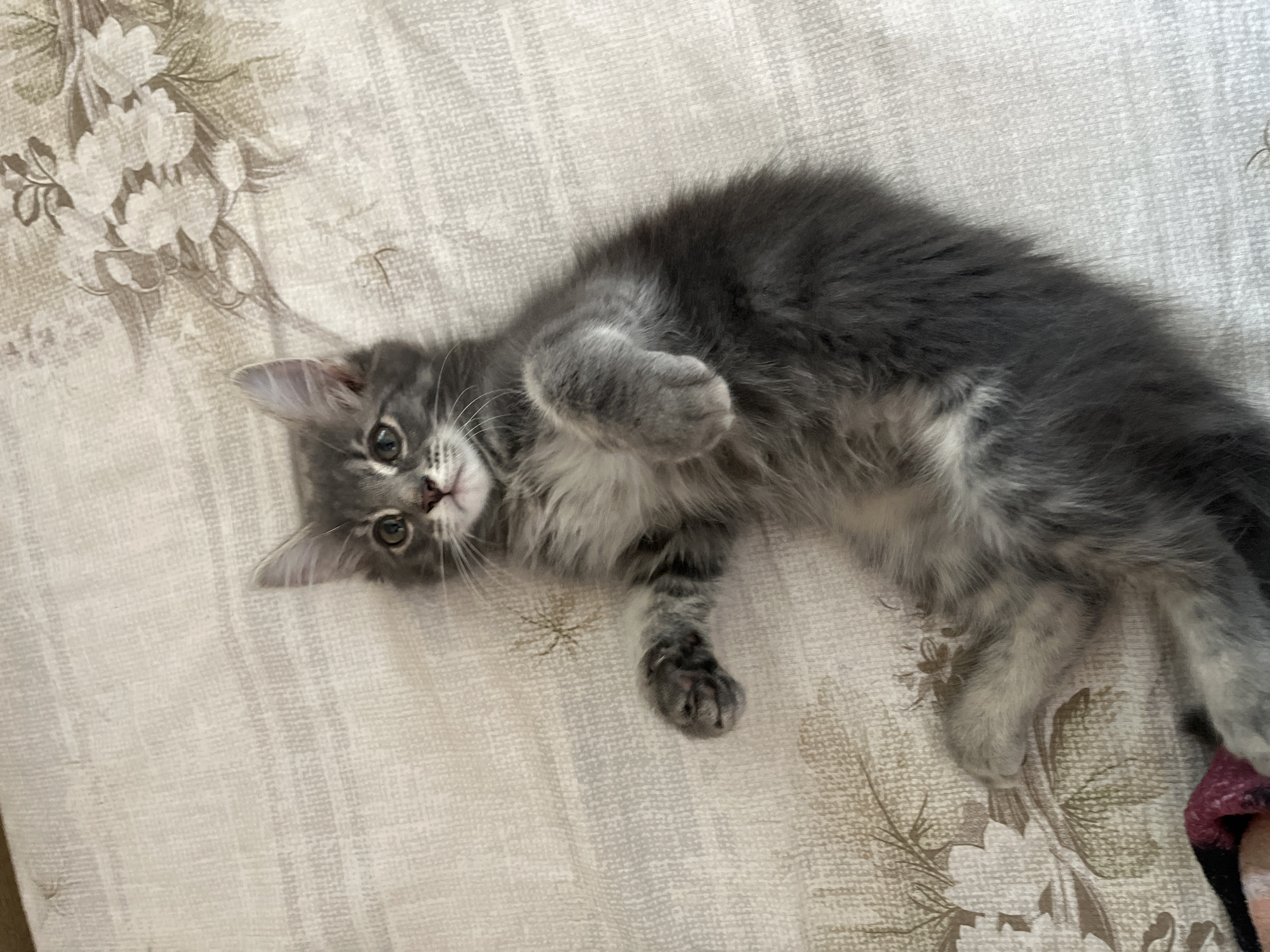 Quiet morning at home in Pushkino, with cats and everyday objects