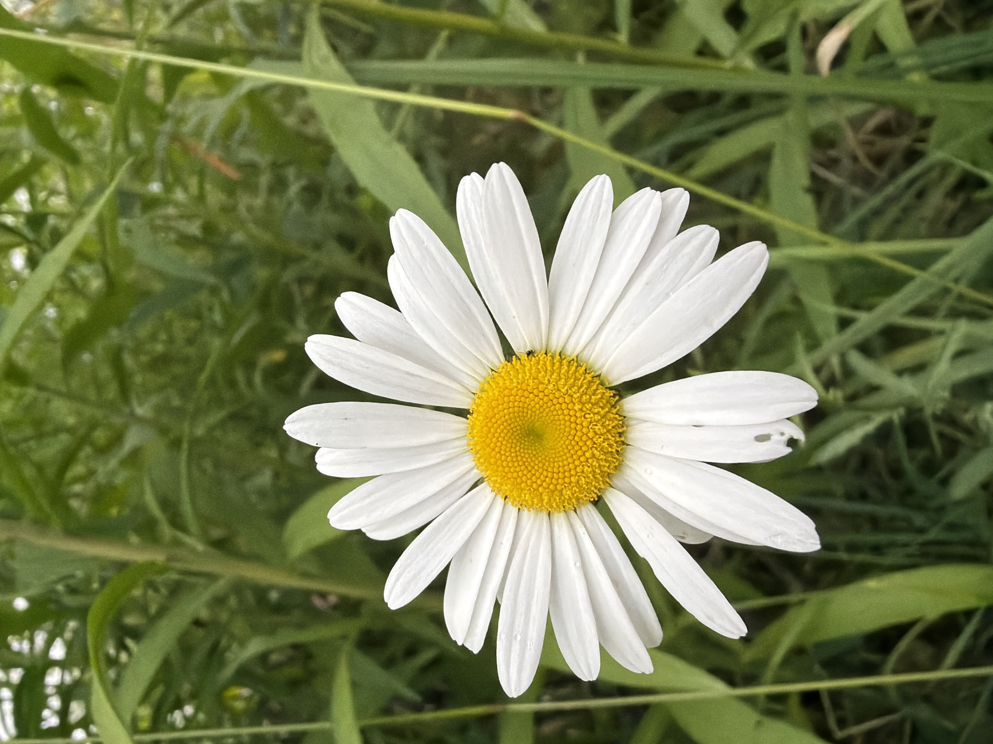 Wildflowers, lakeshores, and local streets in Saurieši, Latvia