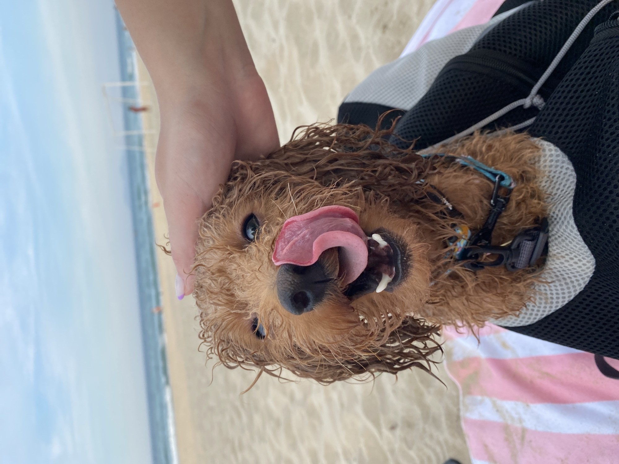 Small dog enjoys a wet and sandy beach outing in Đà Nẵng