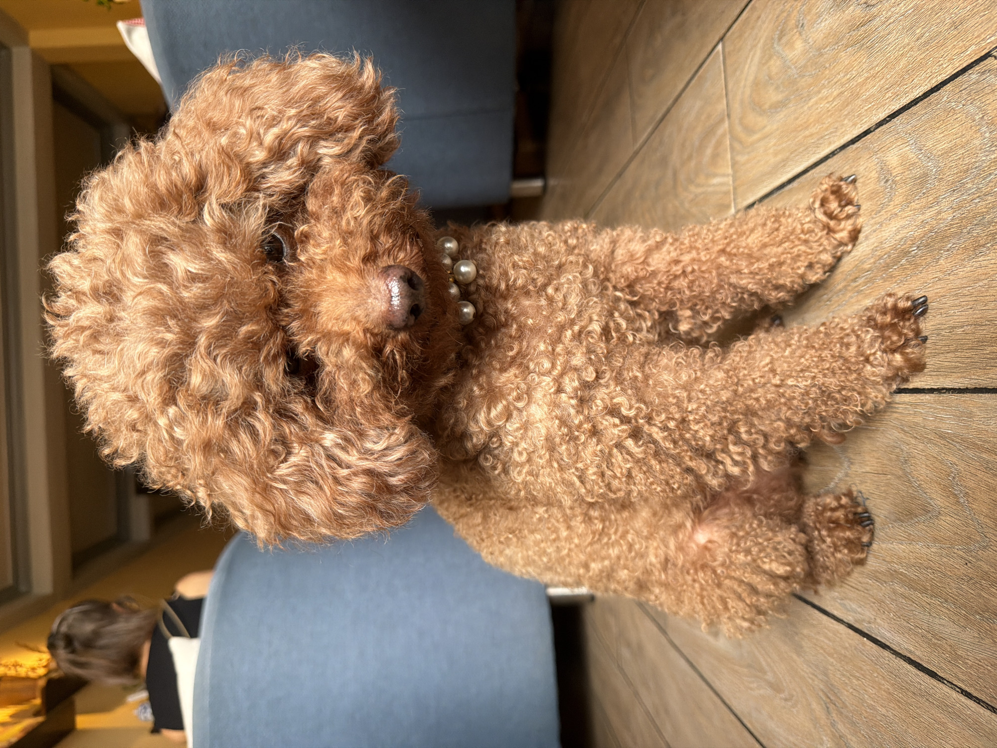 Pearl-wearing poodle plays with toys at Vietnam cafe