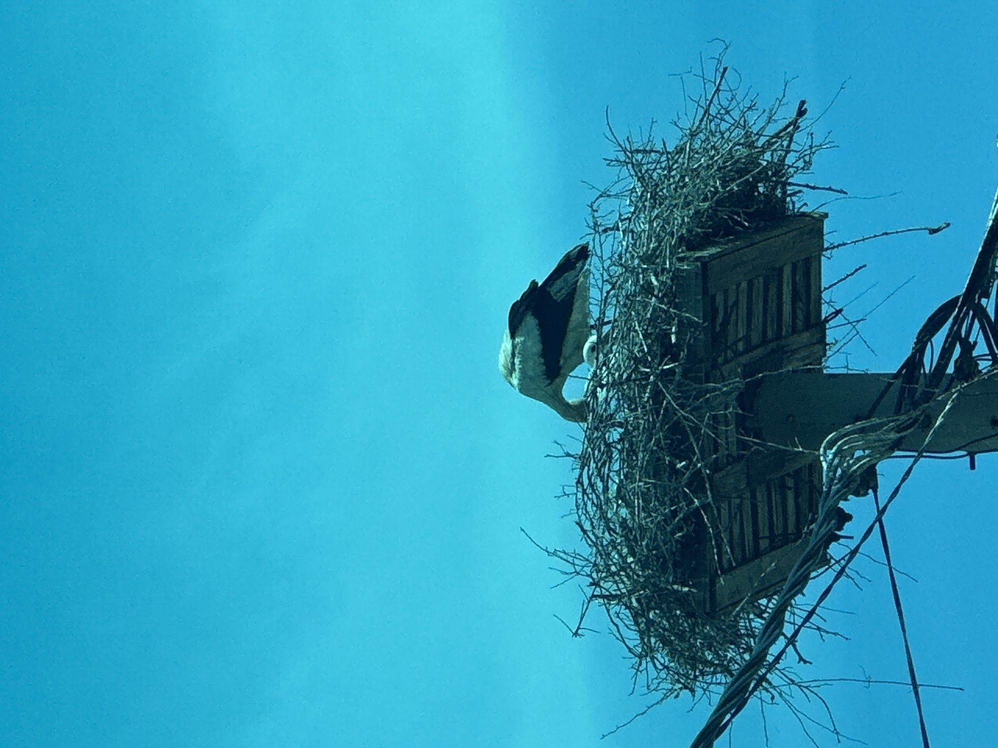 Stork nests on utility pole in Bulgarian village