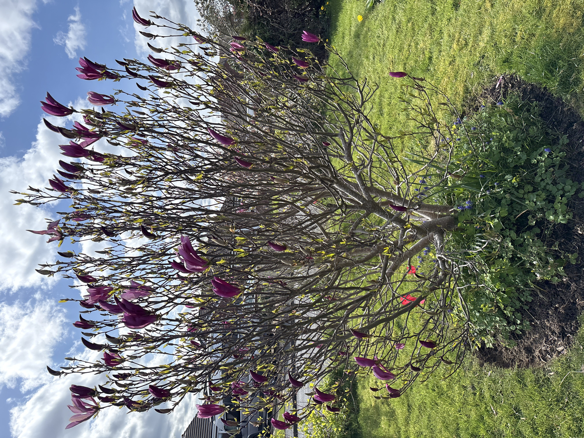 Spring garden scenes documented in Minsterley residential area