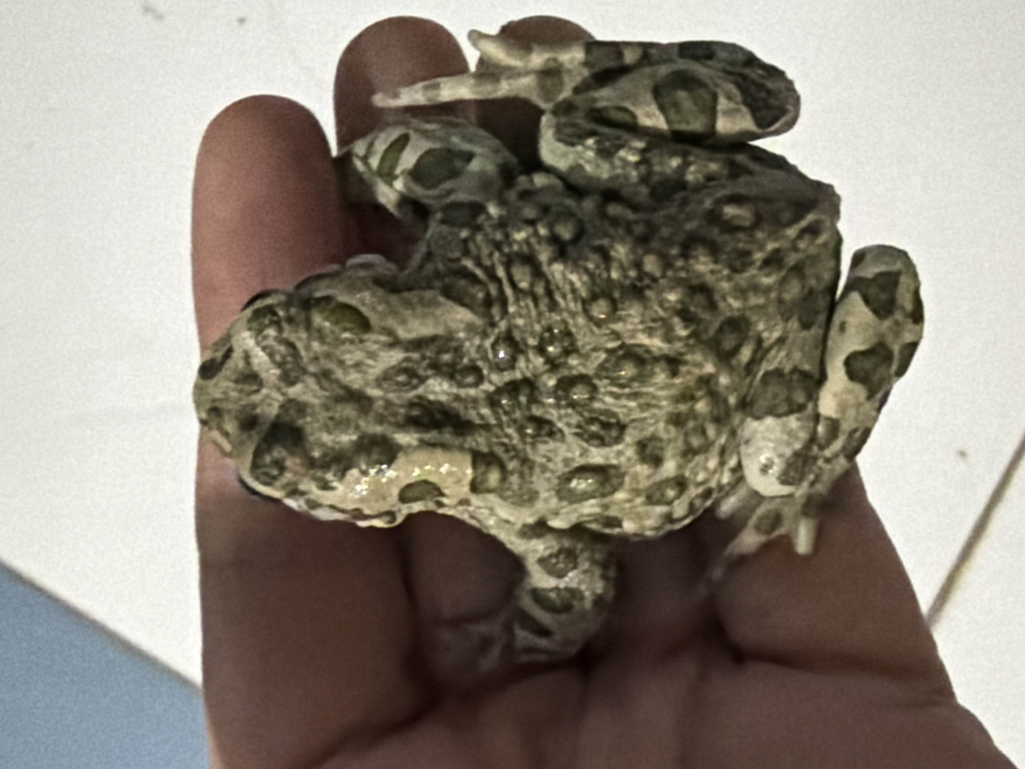 Frogs and a toad examined up close in Astana