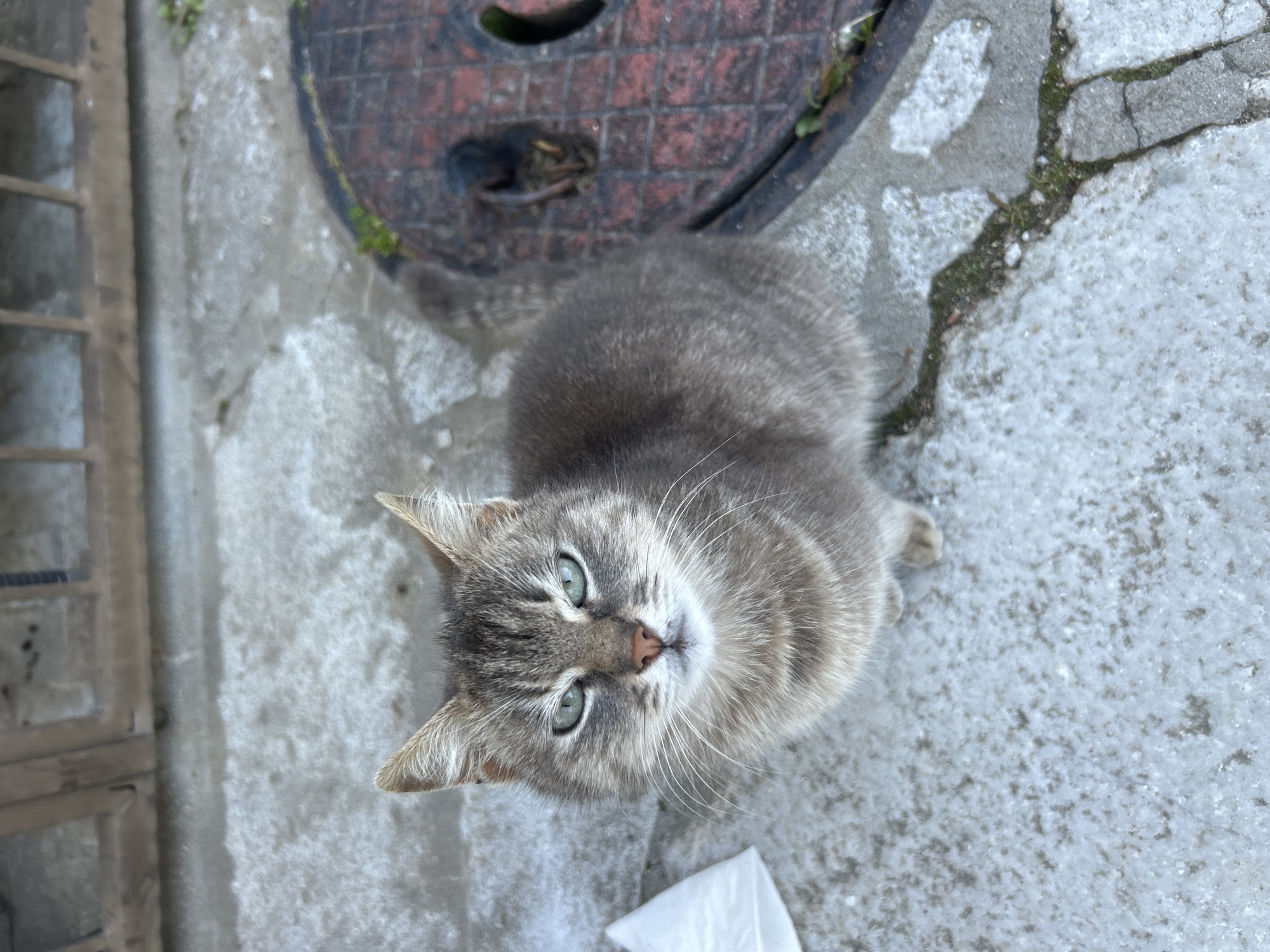 Cats spotted around blooming Zlatograd streets in spring afternoon