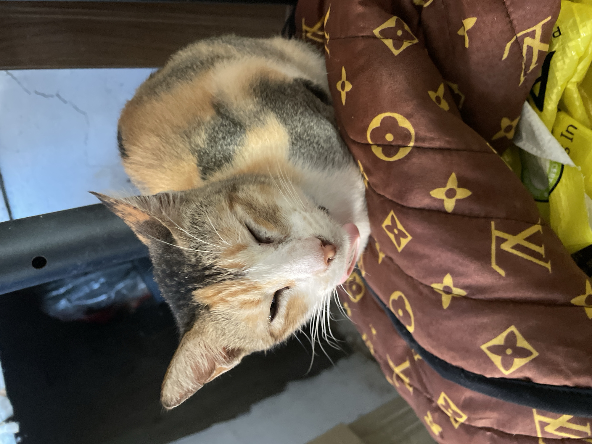 Davao City resident documents cats, waste, cooking scenes