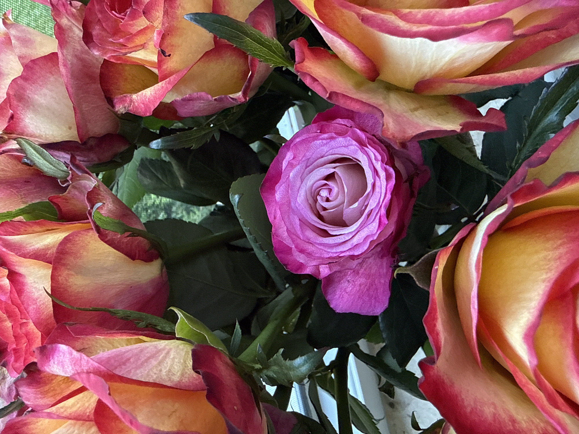French Bulldog's slow morning with roses and coffee