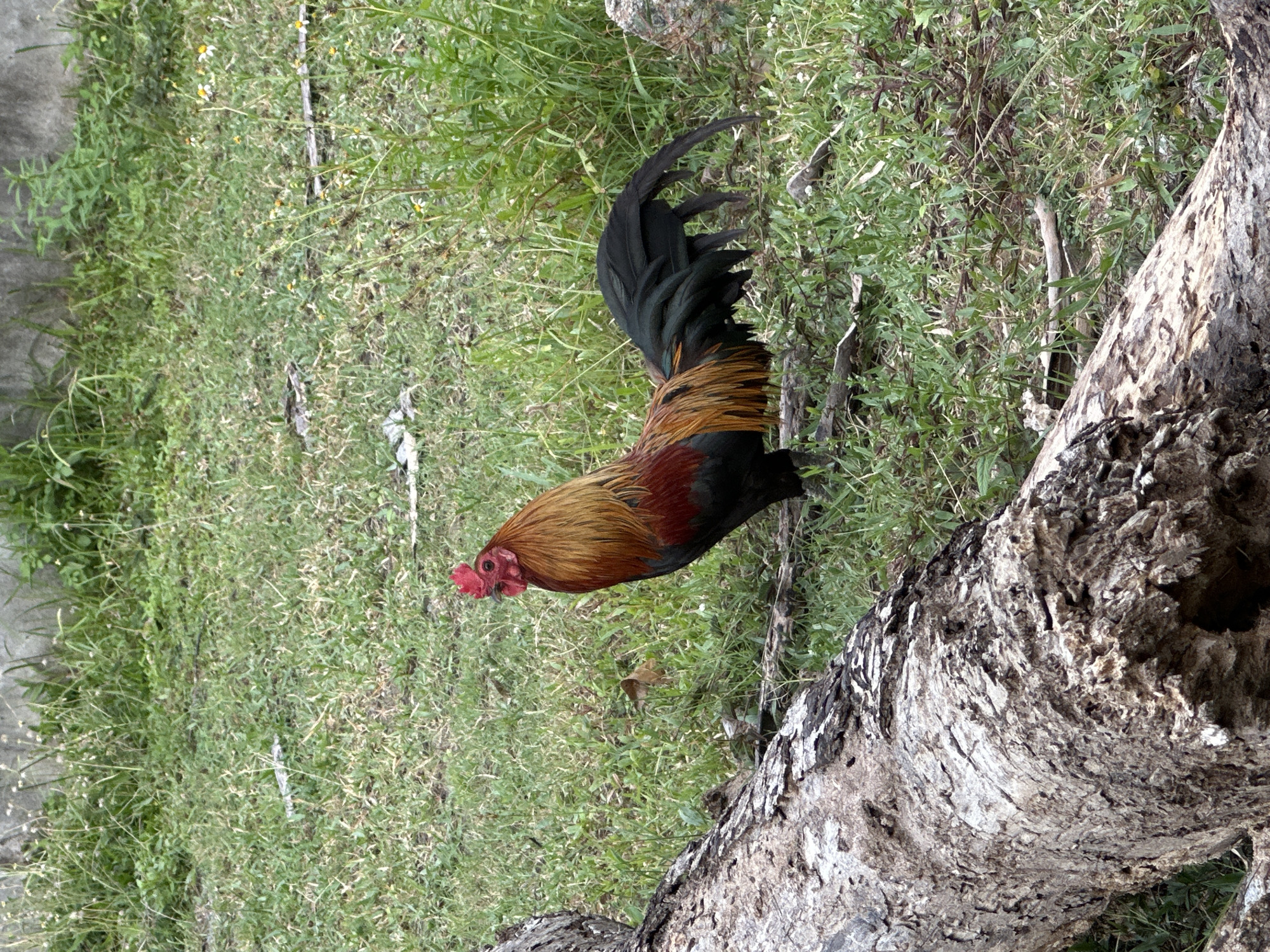 Colorful rooster perches near fallen trunk in Baan Mae Nam