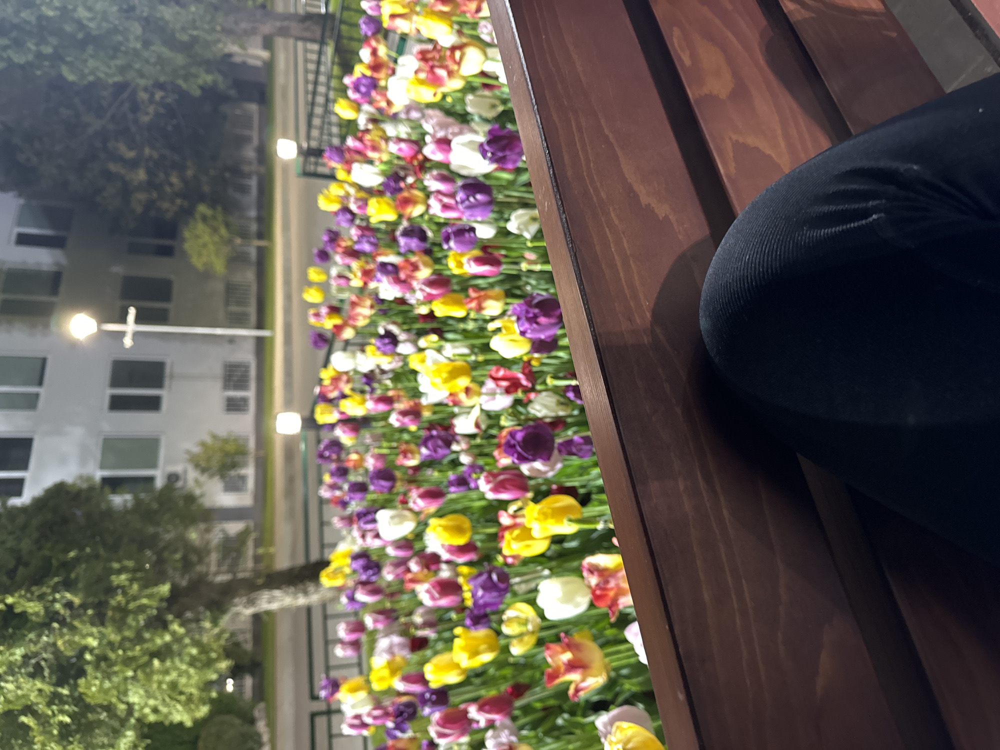 Two women enjoy evening among colorful tulips in Sofia
