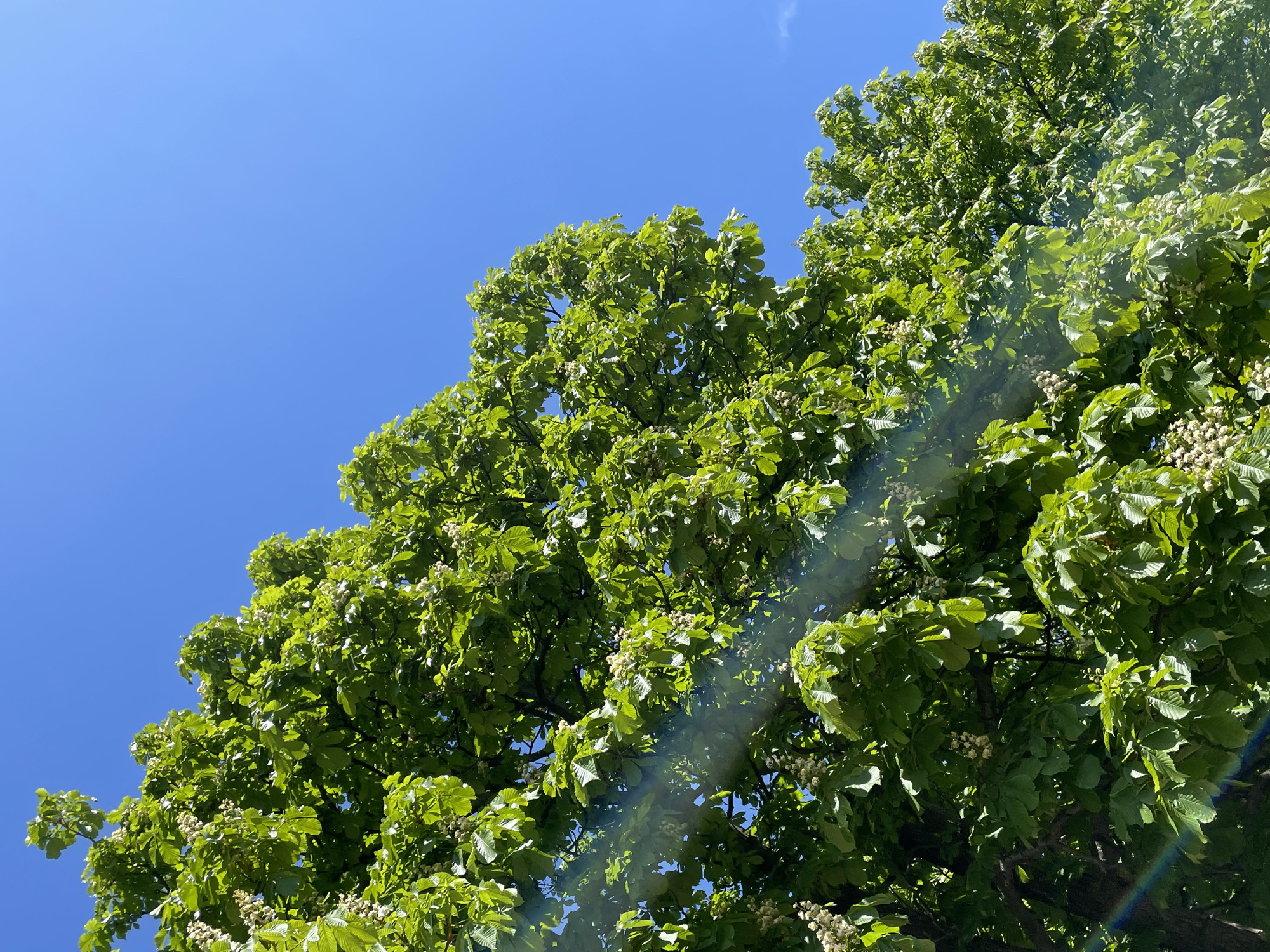 Spring foliage observed under clear skies in Sofia