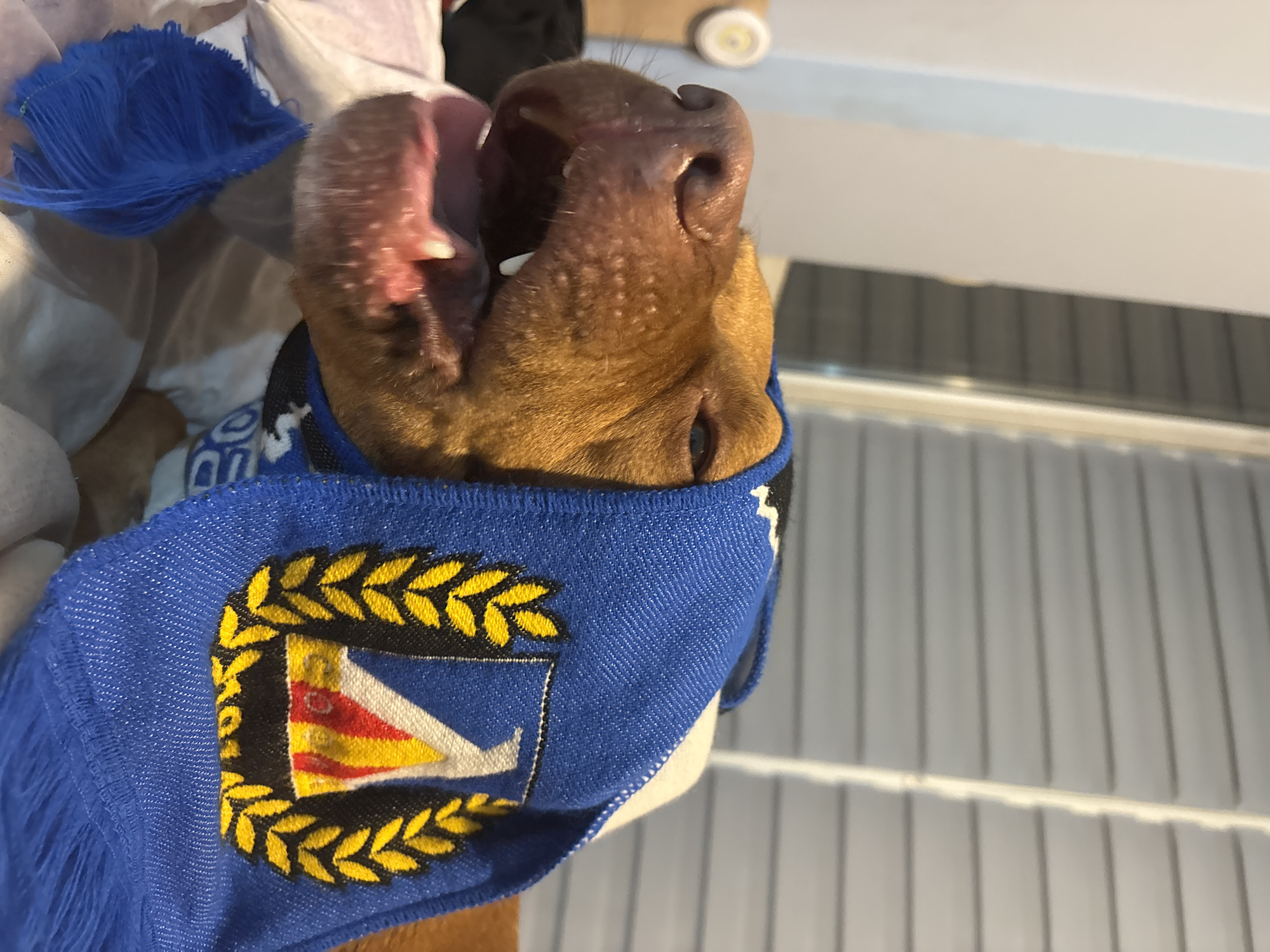 Dog spotted wearing Levski Sofia soccer scarf in Bulgaria