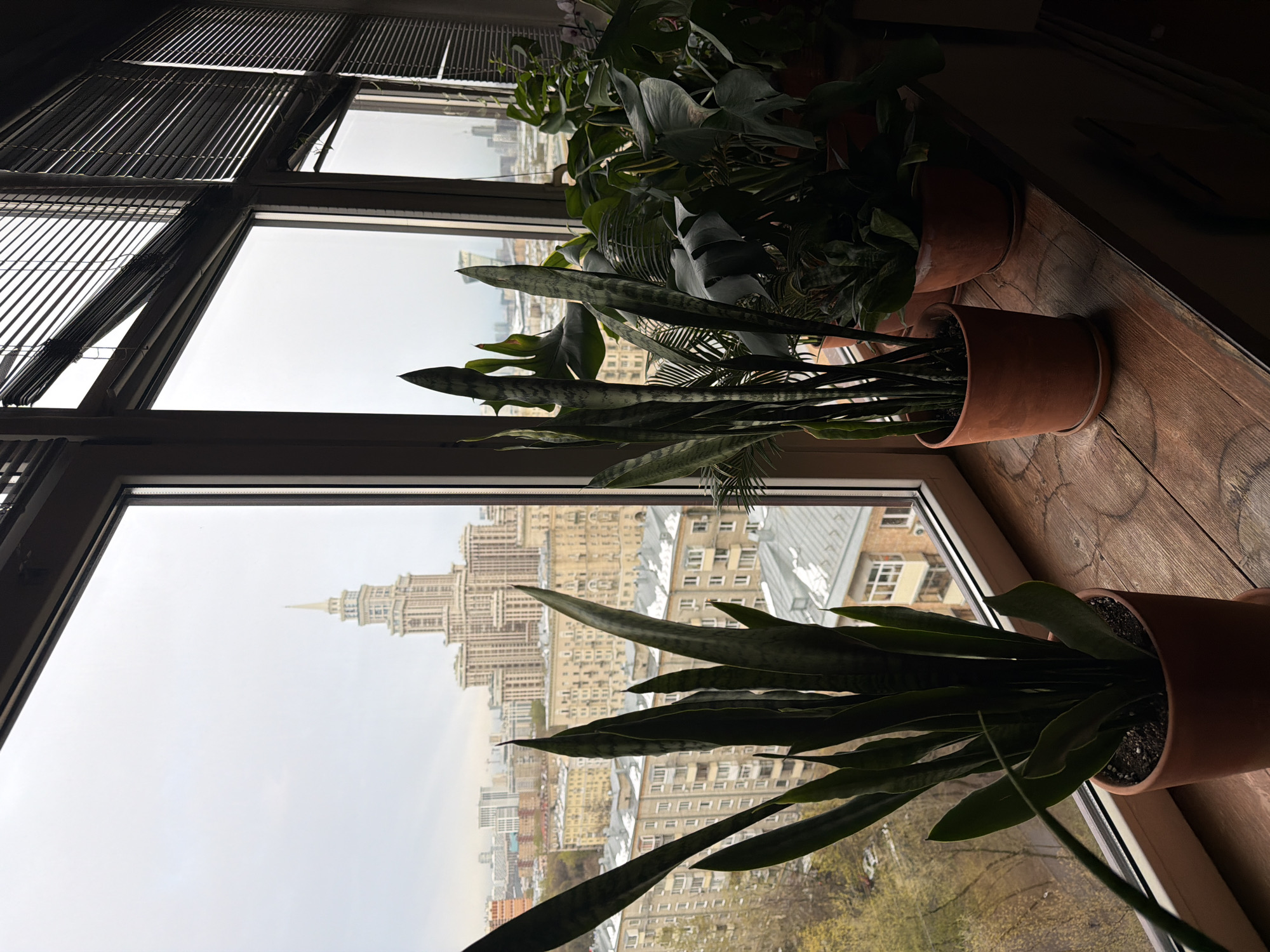 Indoor plants arranged by window in Khimki apartment