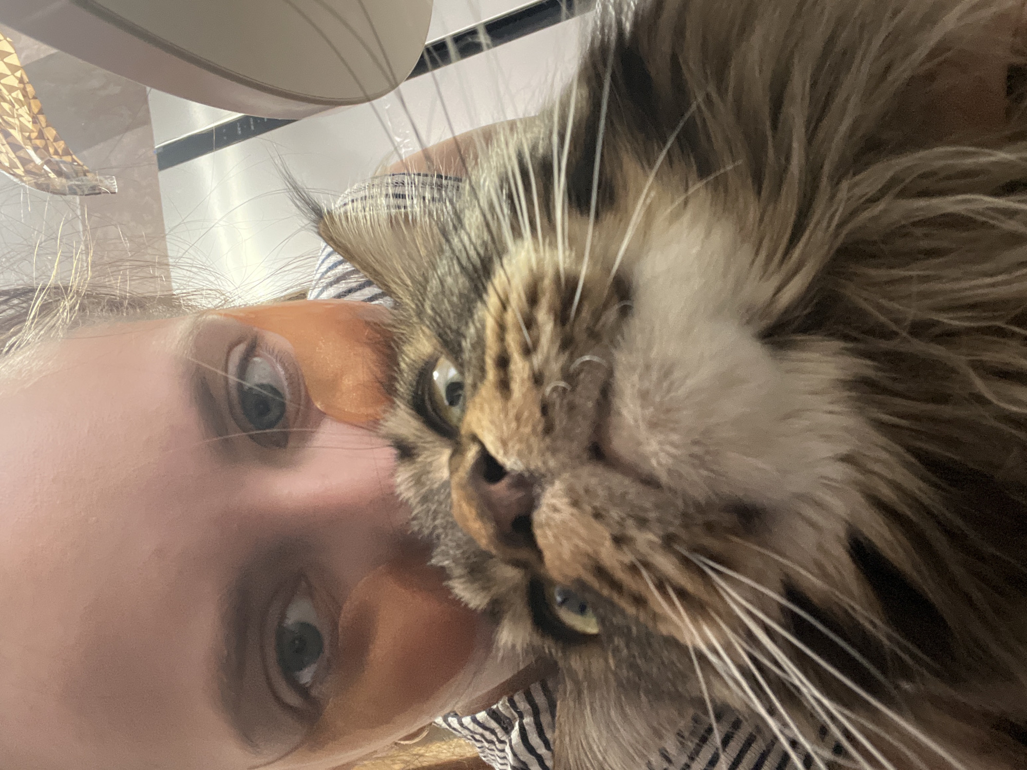Morning beauty routine with Maine Coon cat in Марковский
