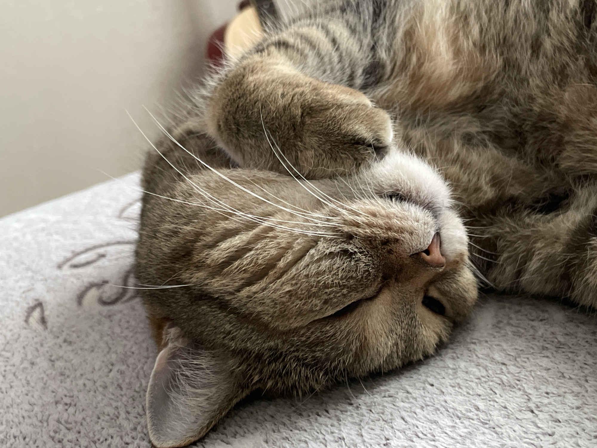 Cats, parks, and a quiet afternoon in Russia