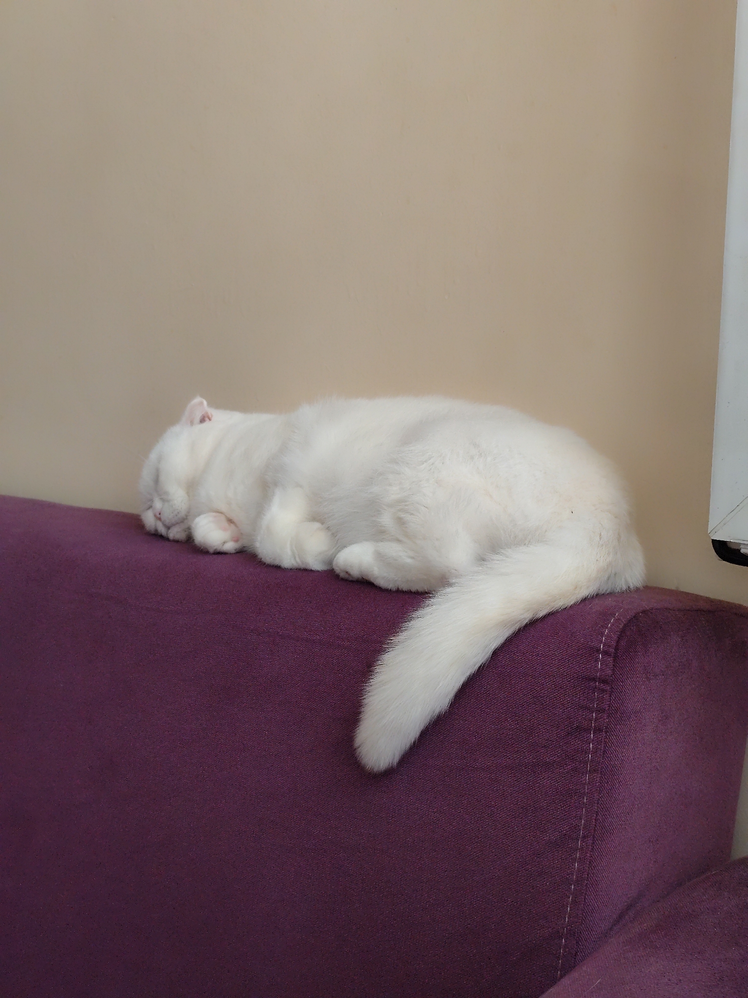 Woman spends quiet morning with white cat in Sarıyer home