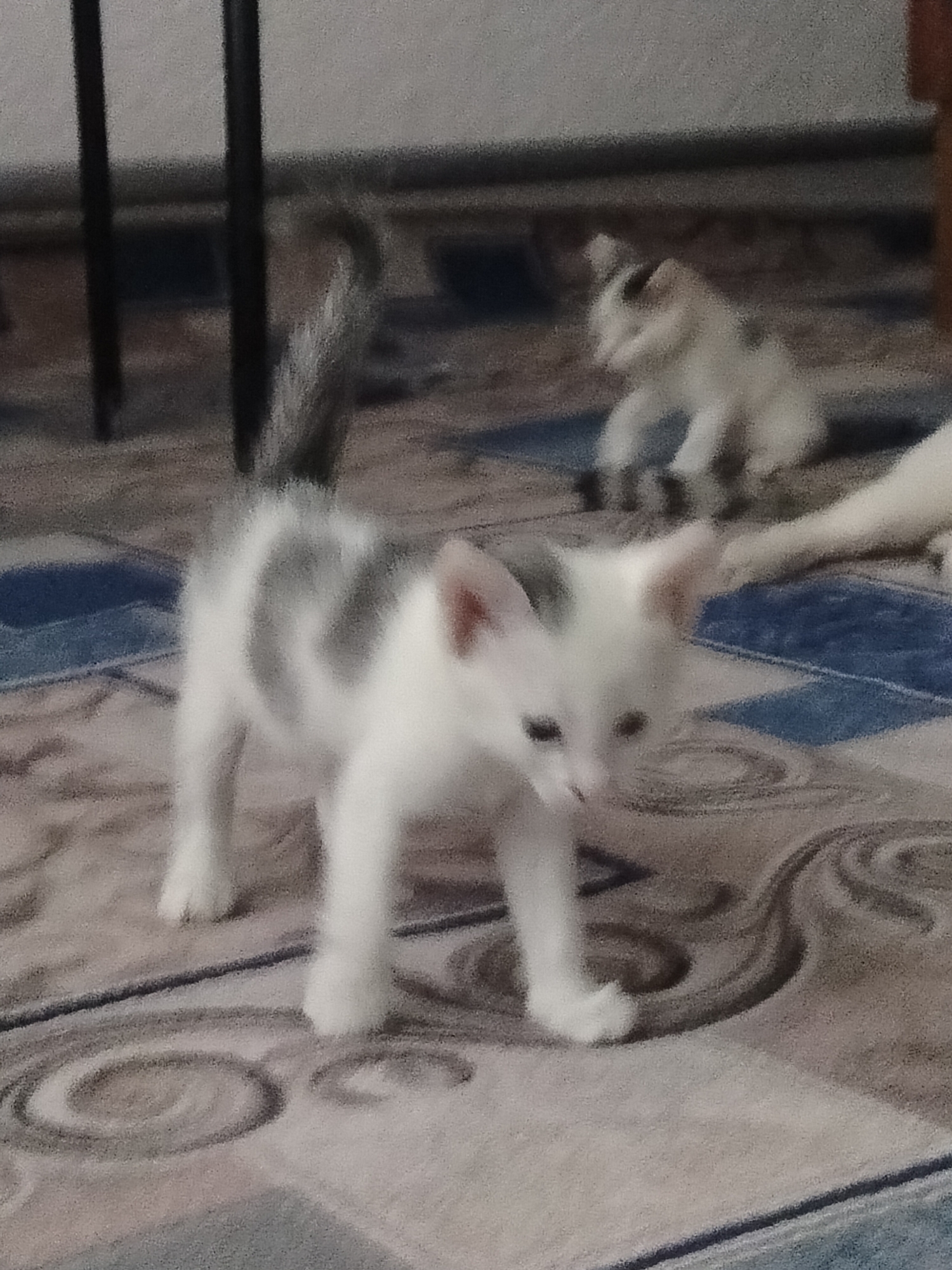 Kittens at home in Көлкент, with golden-hour field views