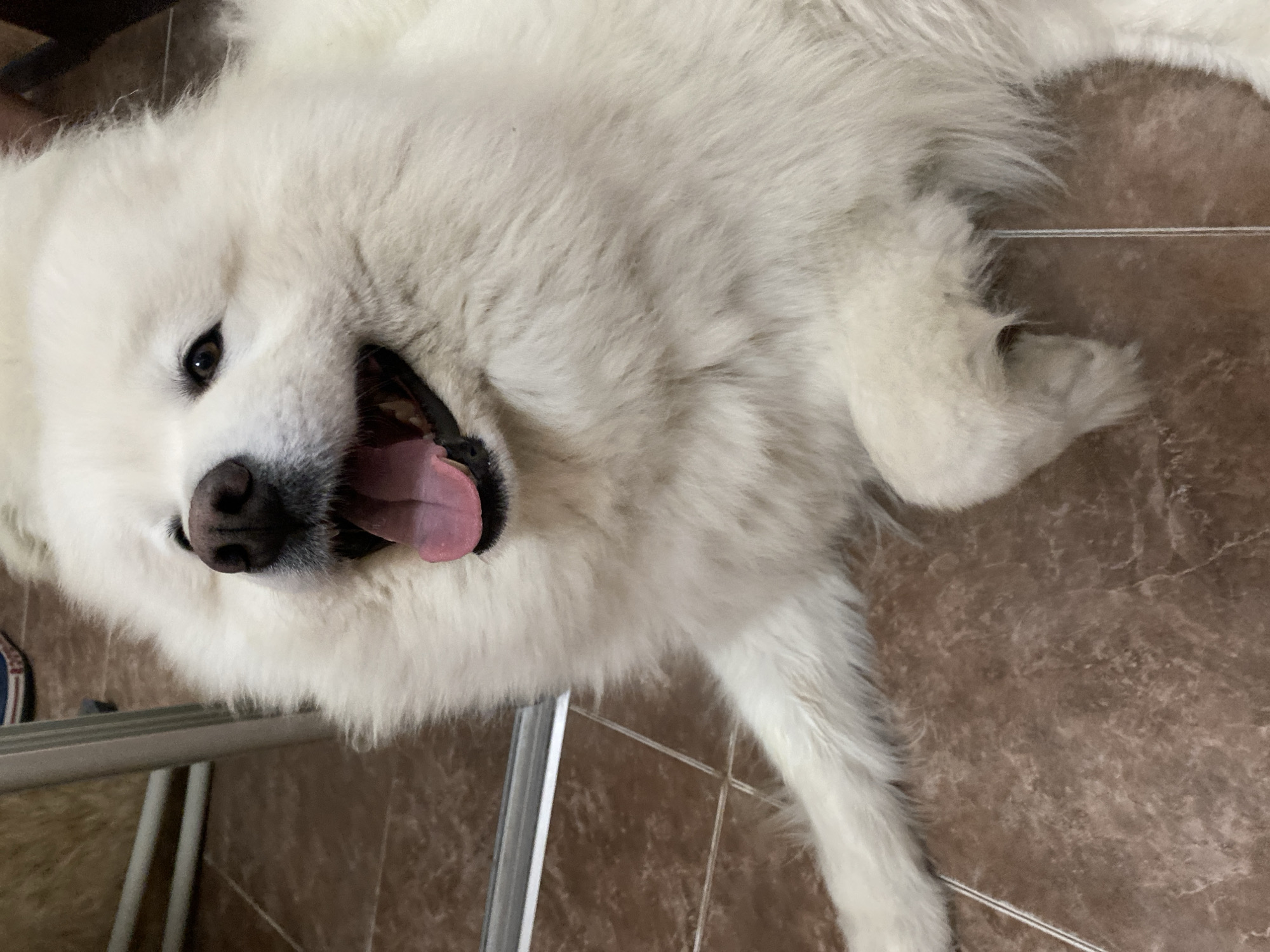 Fluffy white Samoyed chilling on a tiled floor