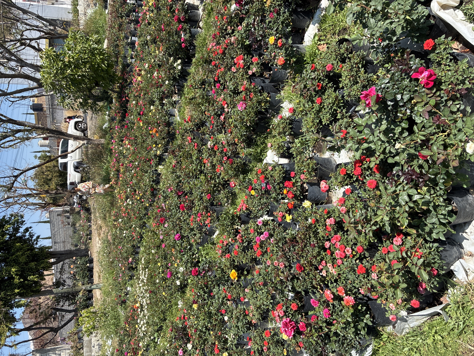 Commercial rose nursery operations documented in Atlixco, Mexico