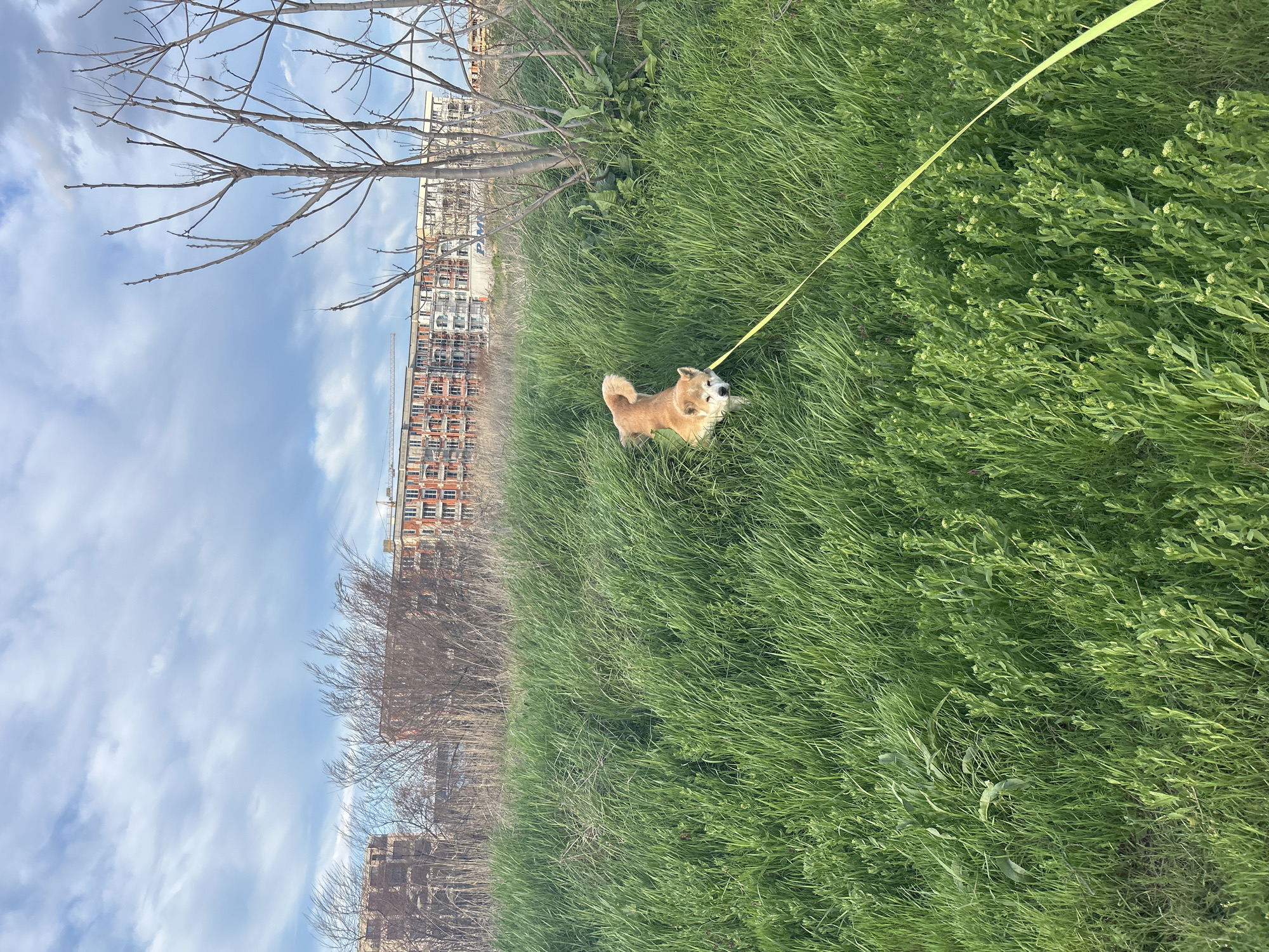 Dog spotted near construction site in Plovdiv, Bulgaria