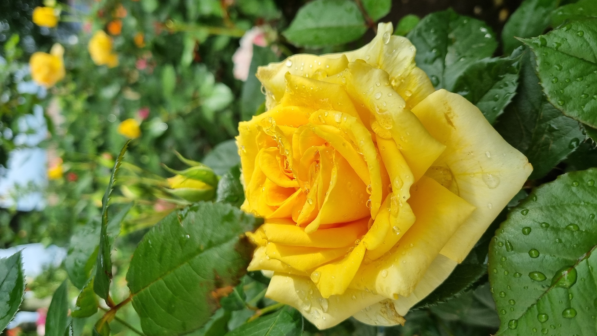 Rose garden blooms after rain in Smila, Ukraine