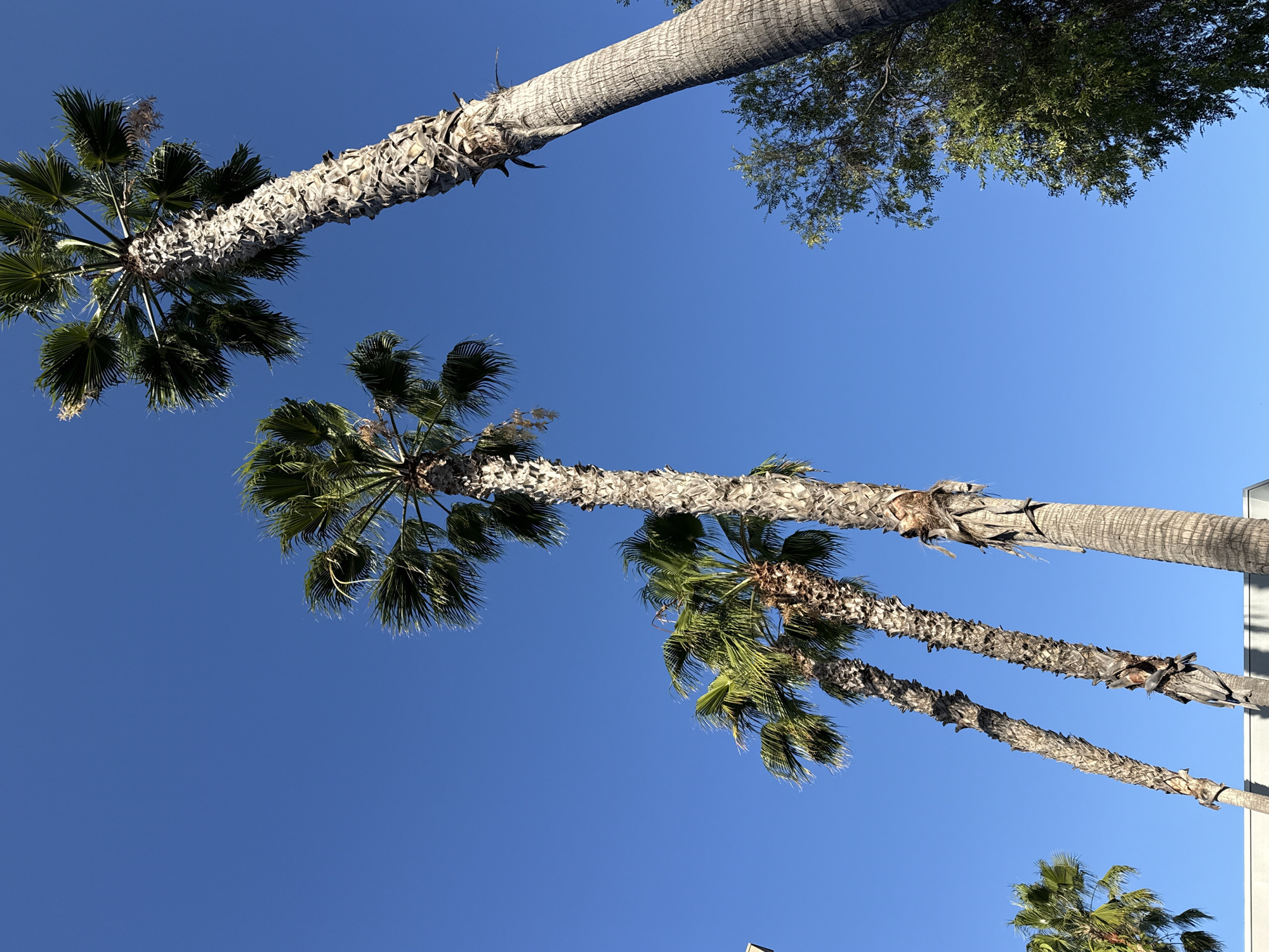 Palm trees line West Hollywood street under clear skies