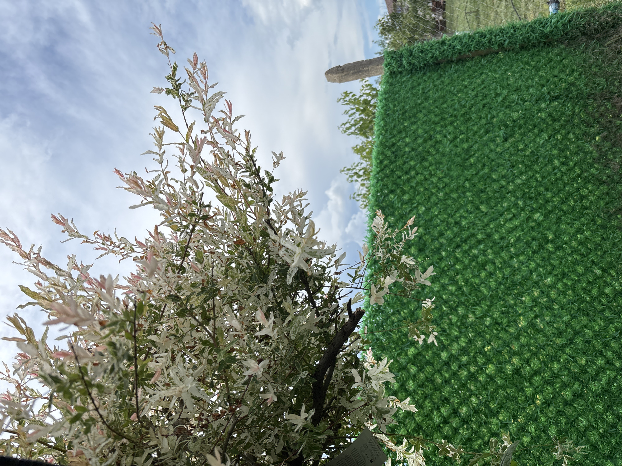 Colorful plant photographed beside green fence under cloudy sky