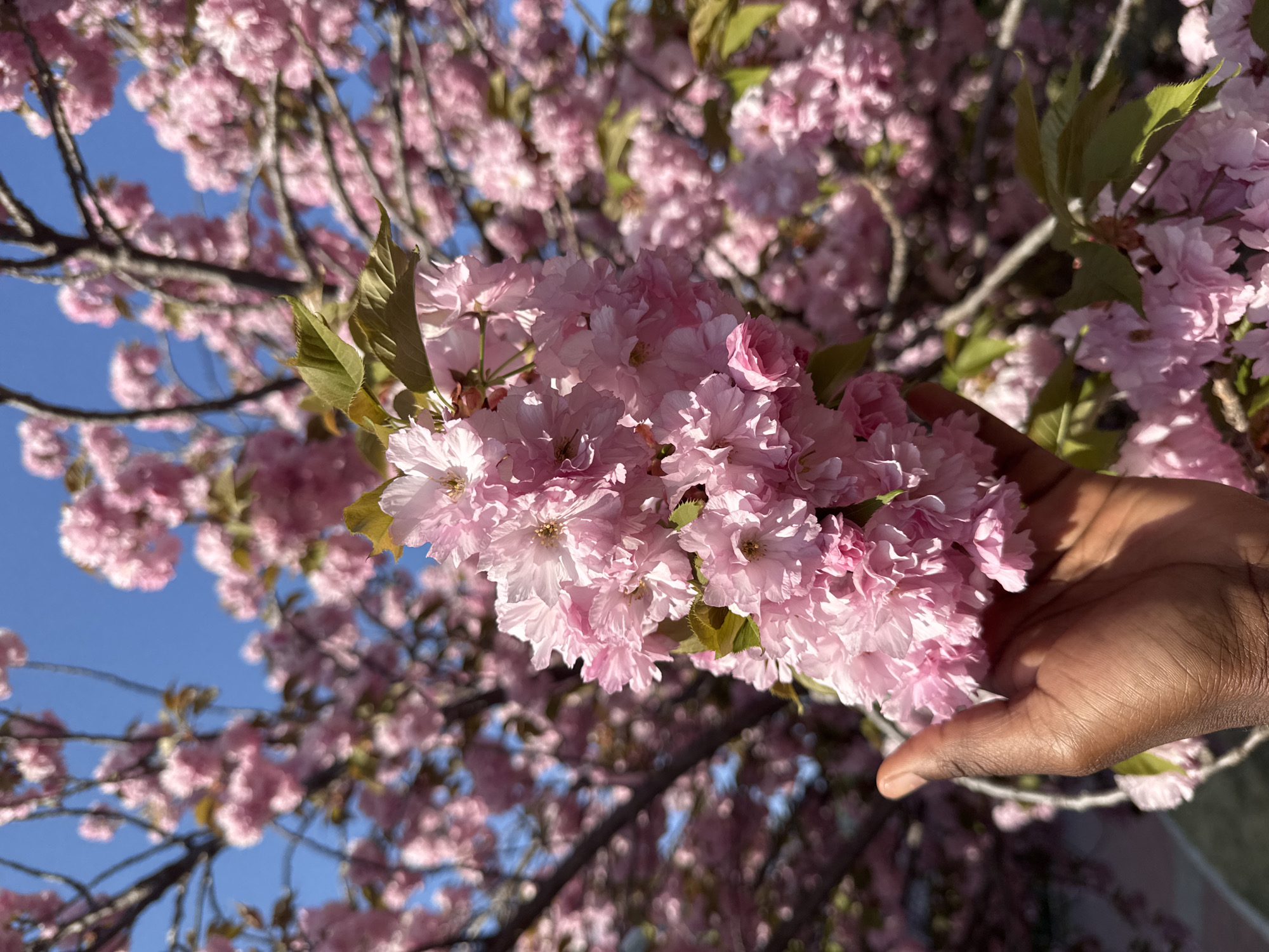 Cherry blossom viewing and scooter rides in Zhongtun park