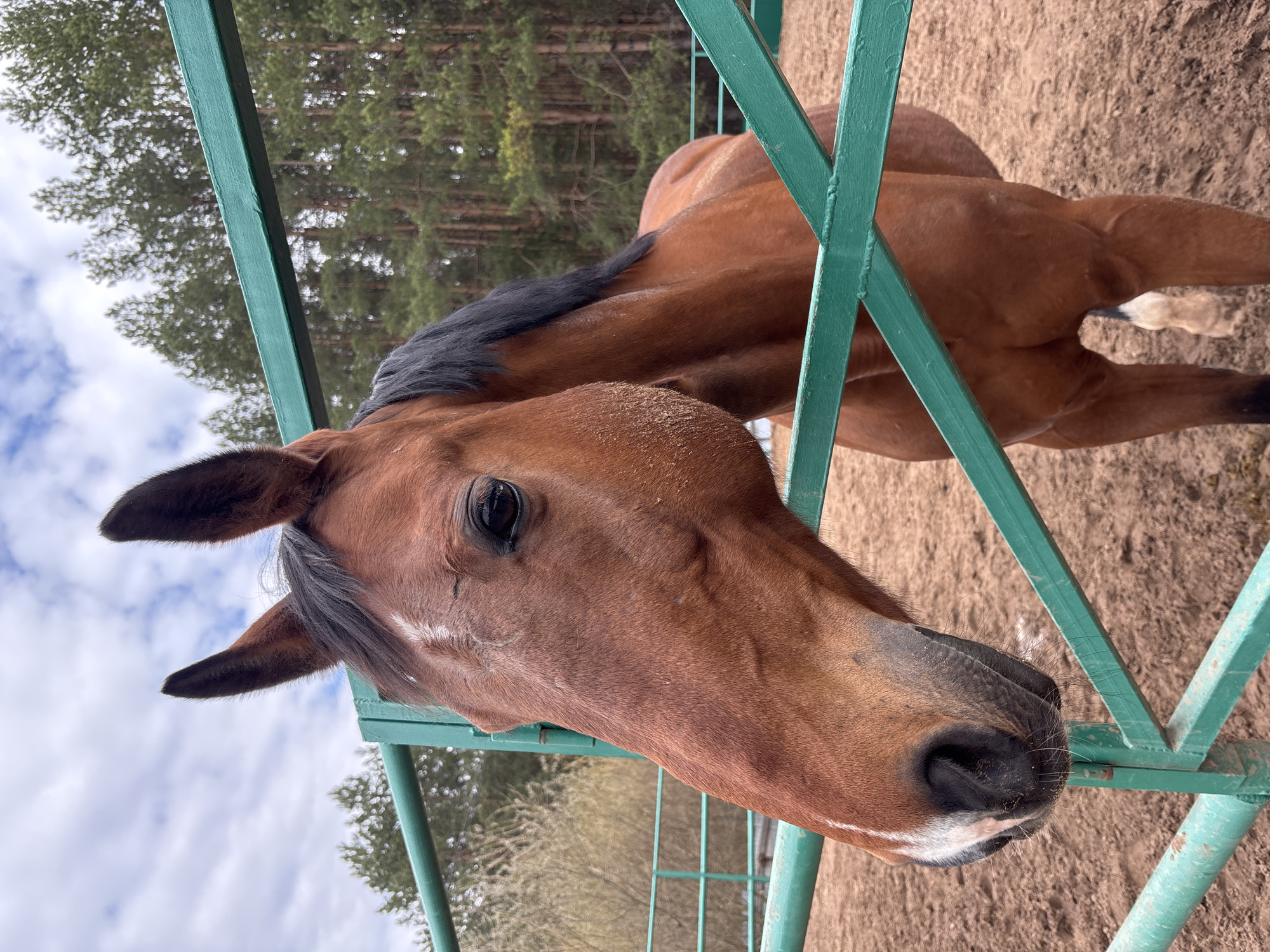 Horse training session documented in rural Russia
