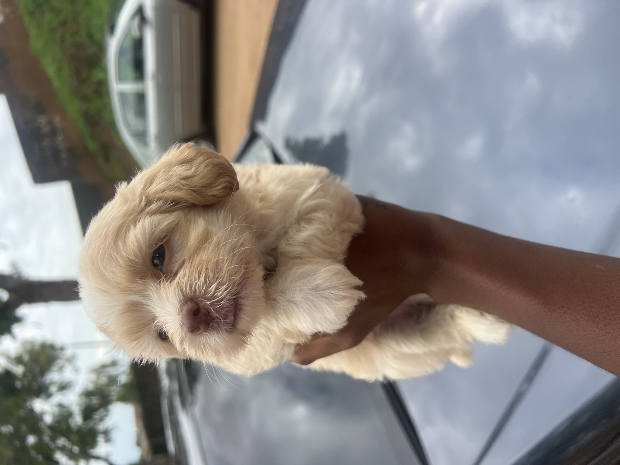 Roadside mechanic work and a puppy in Rafin Par, Nigeria