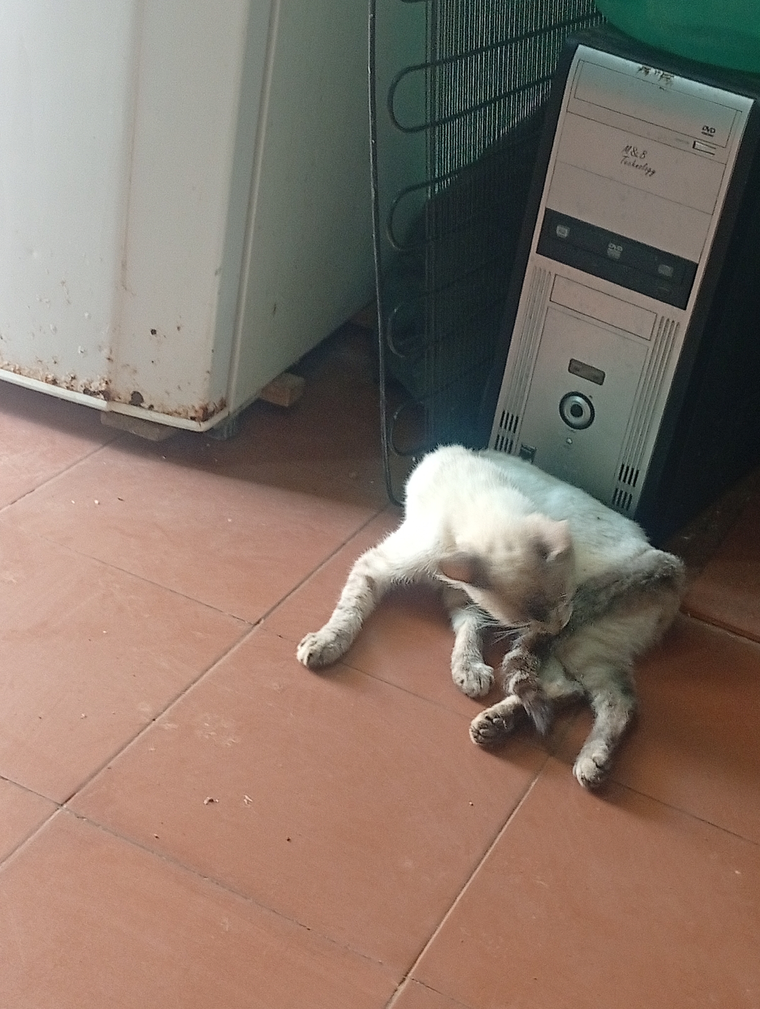 Cat rests on tiled floor in Venezuelan home