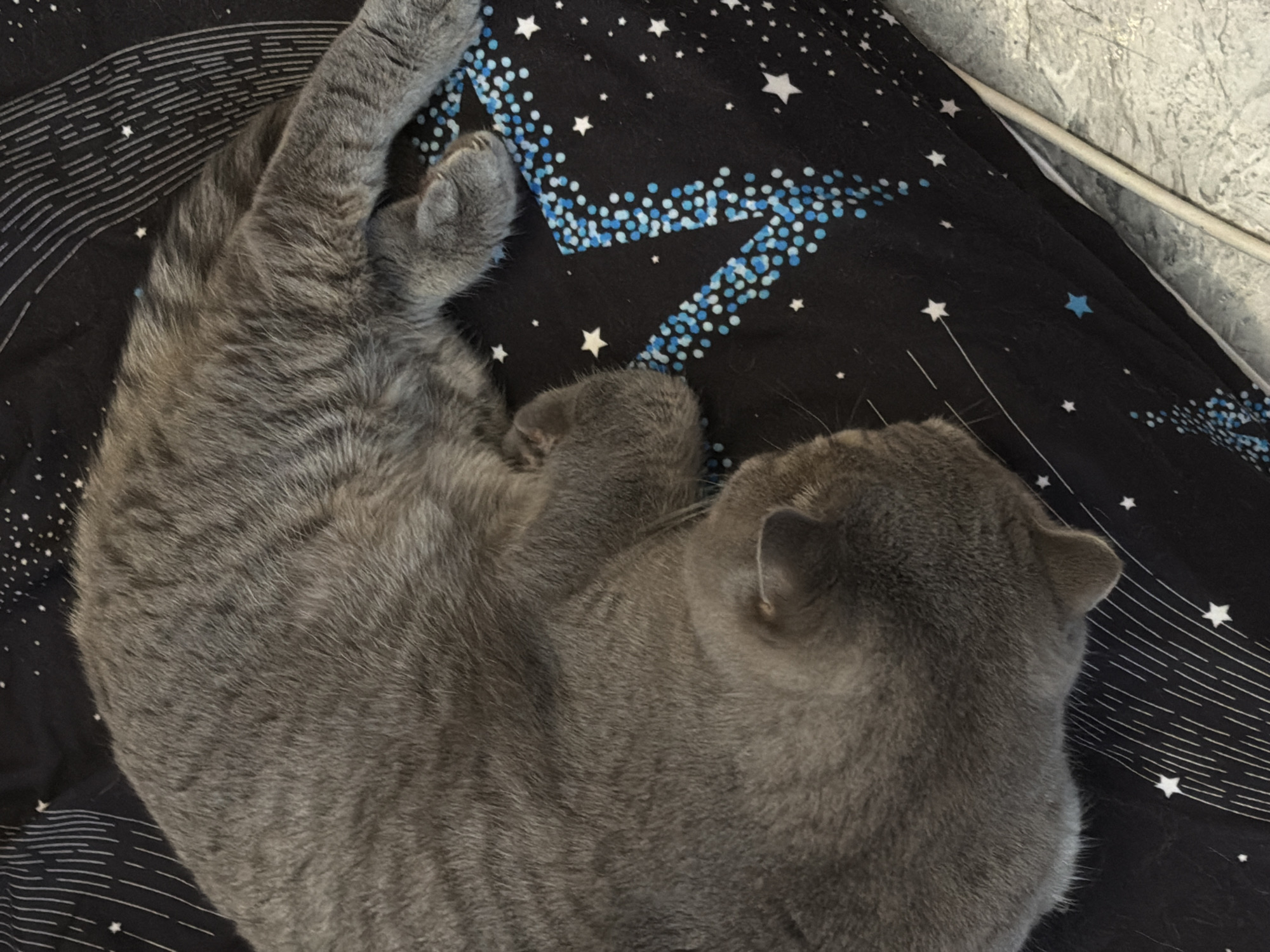 Grey cat naps on starry blanket in Perm home