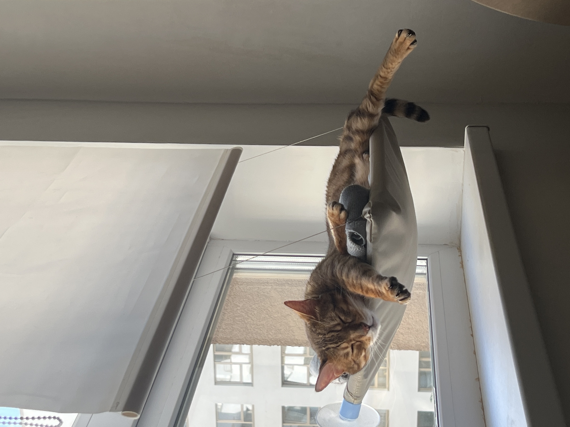Tabby cat napping in a window hammock in Yekaterinburg