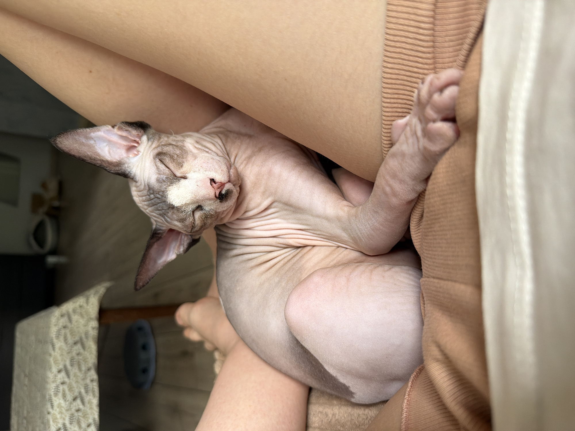 Sphynx cat enjoys peaceful morning nap session on owner's lap