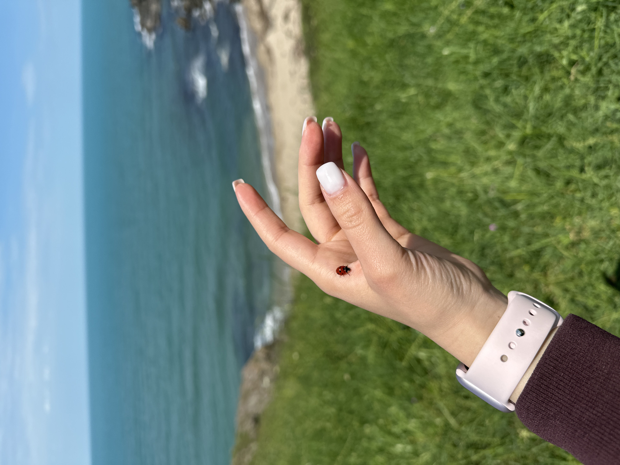 Ladybug lands on visitor's hand at Bulgarian Black Sea coast