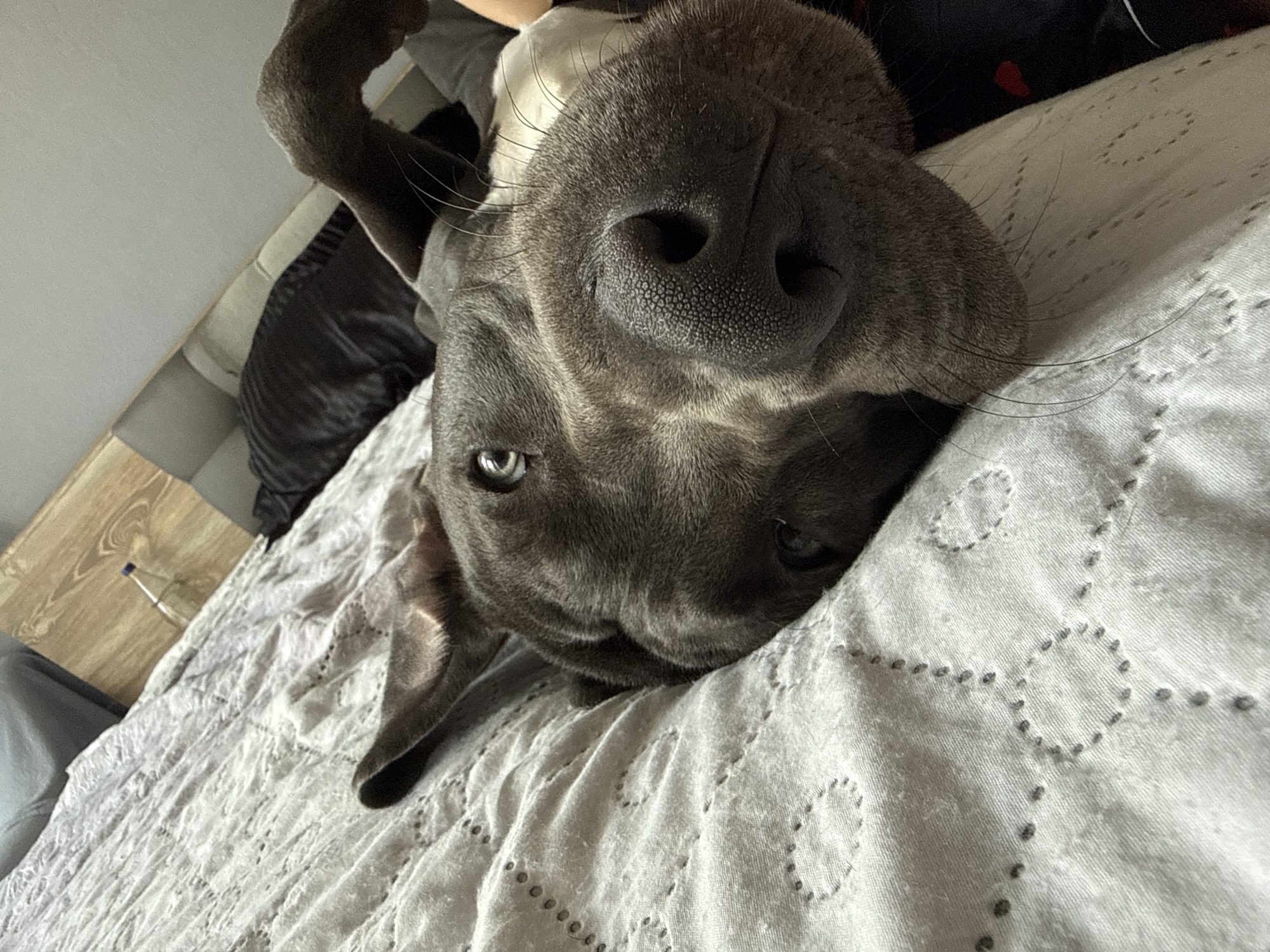 Dog relaxing upside down on bed in Varna