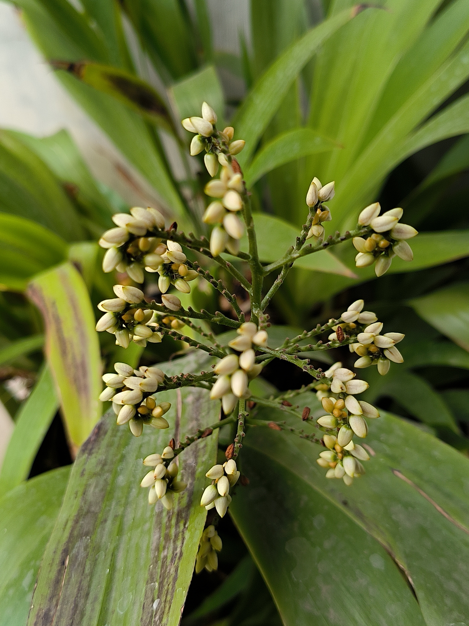 Morning garden and neighborhood flora, Lhokseumawe