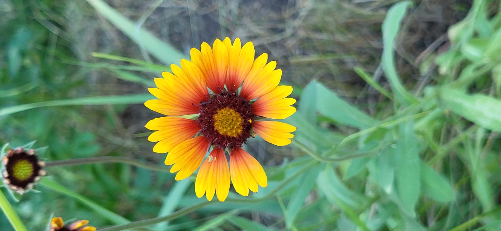 Wildflowers in bloom across a rural Ukrainian village