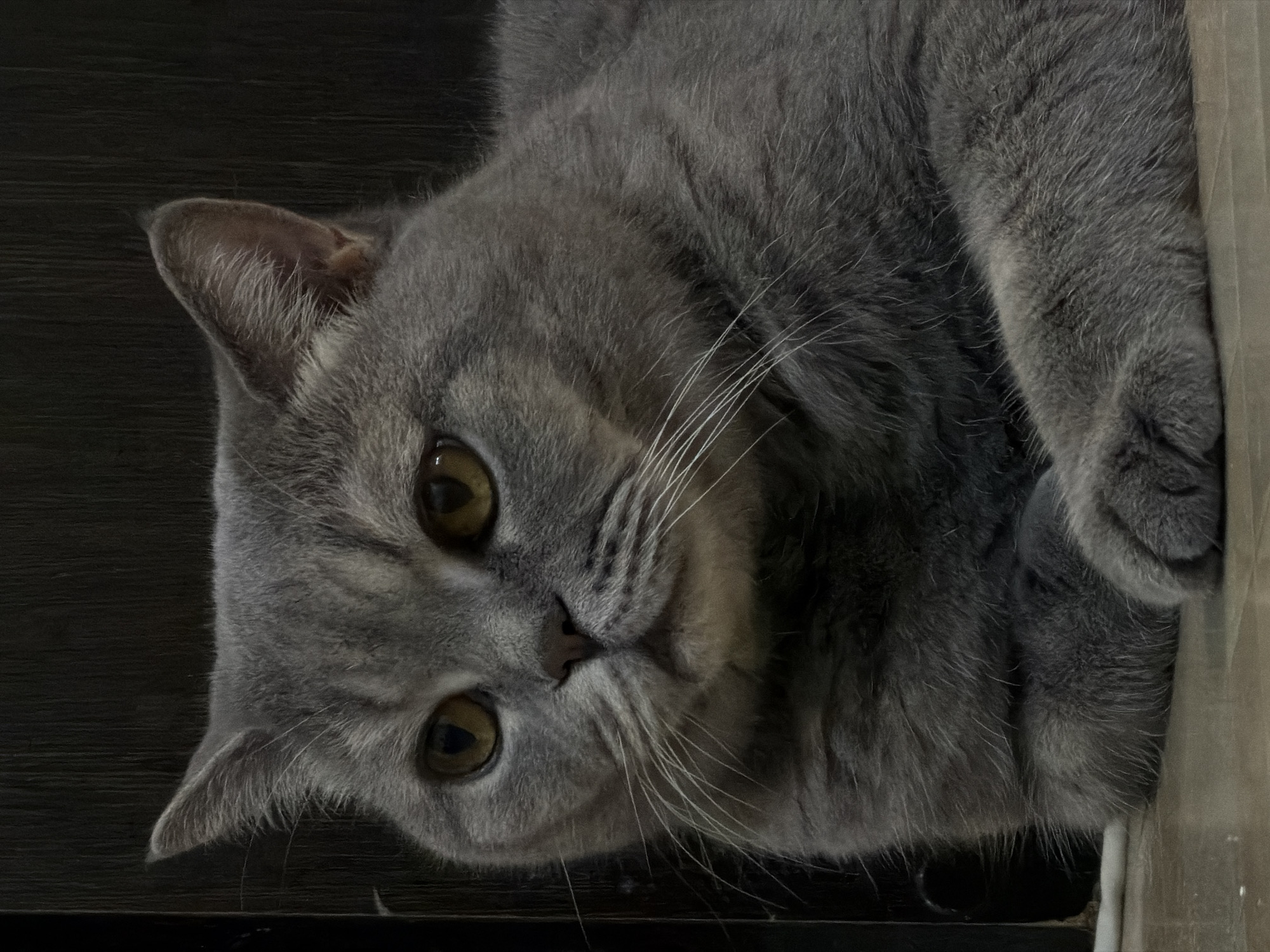 British Shorthair cat lounging across Perm apartment floors