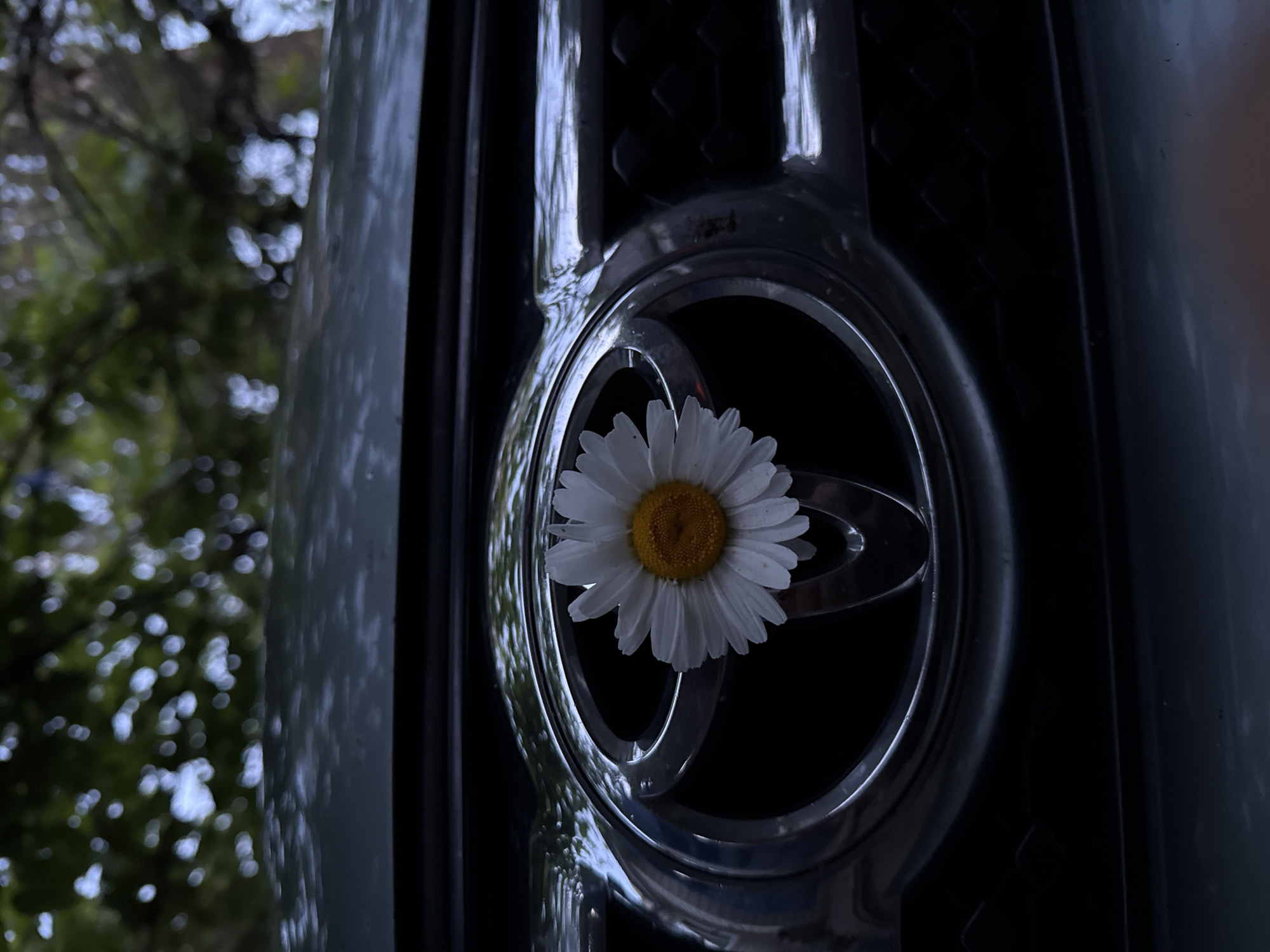 Rural Belarus witness captures daisy picking, dog encounter, moonlit evening