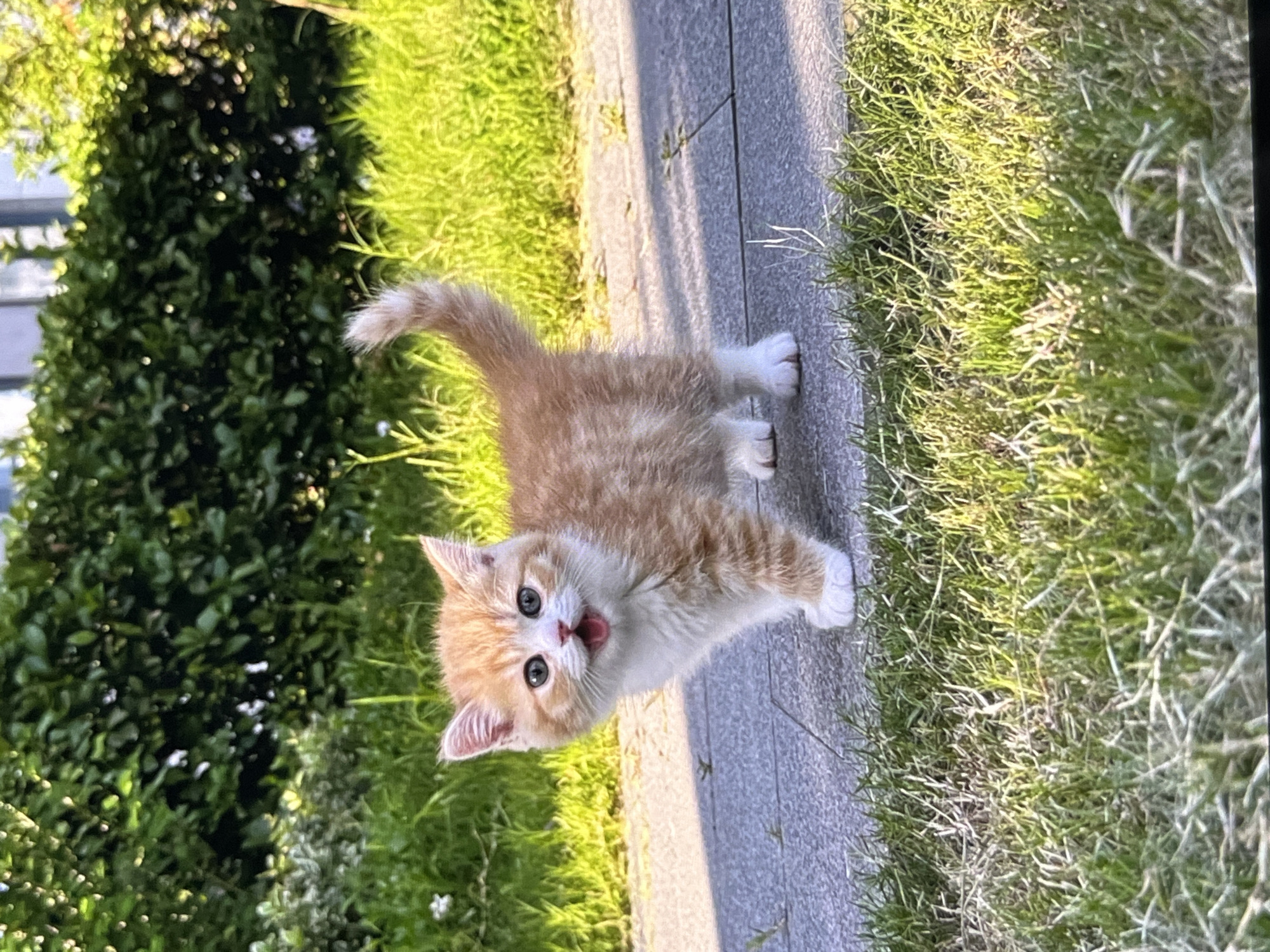 Kittens, wildflowers, and open fields on a quiet afternoon