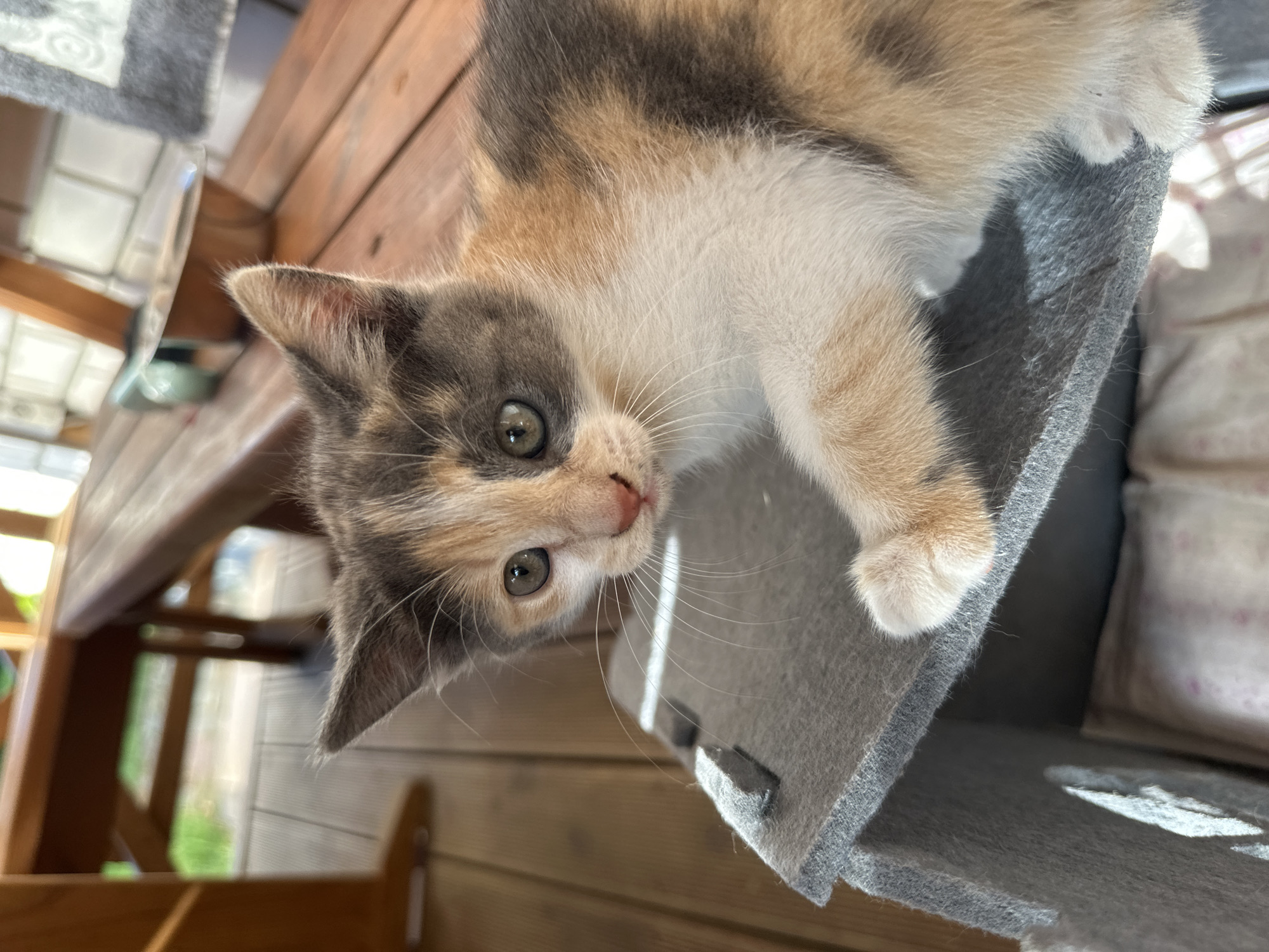 Calico kitten perches on felt structure, holds a curious gaze