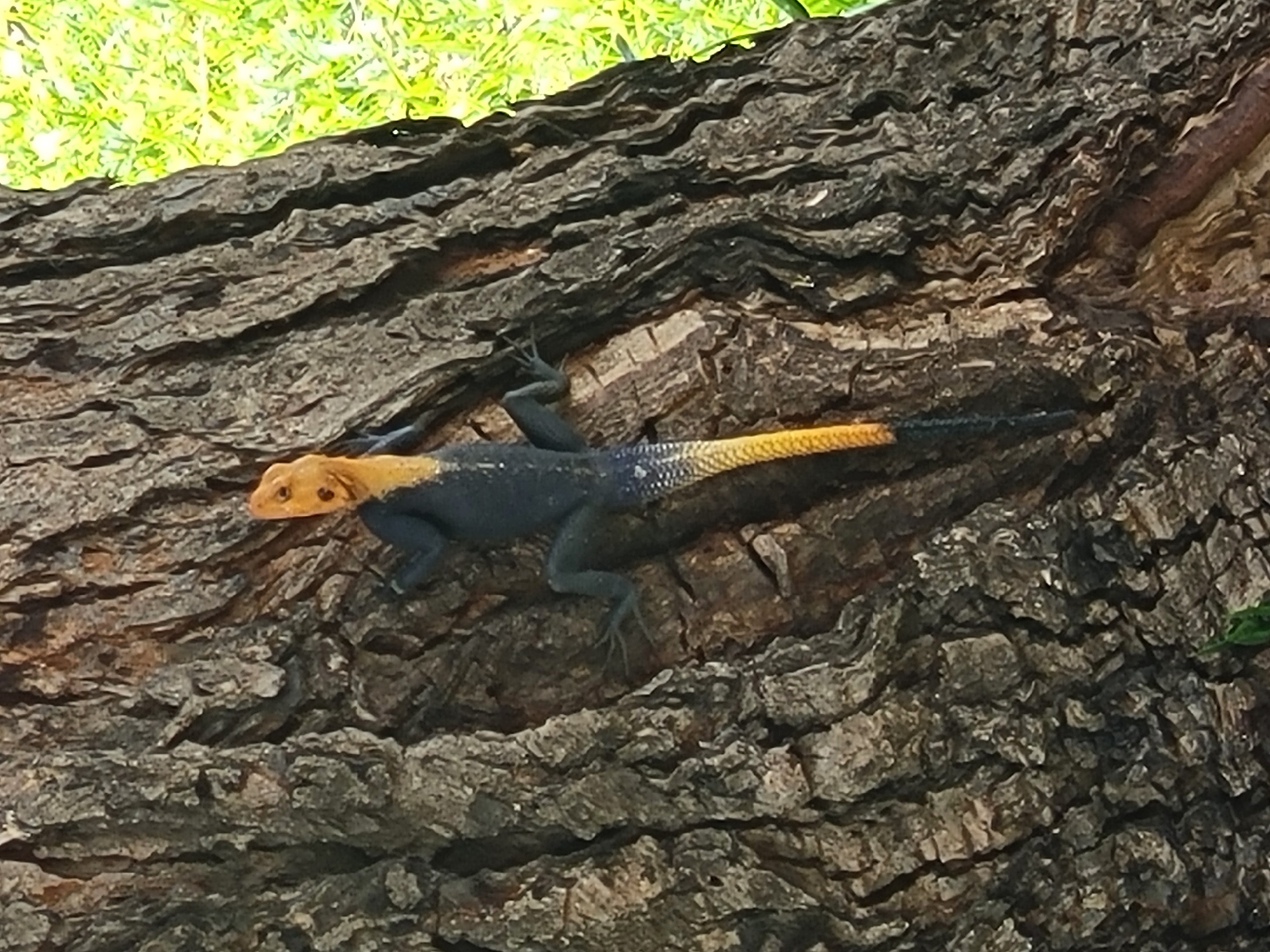 Everyday moments captured in Bauchi: lizard and portrait