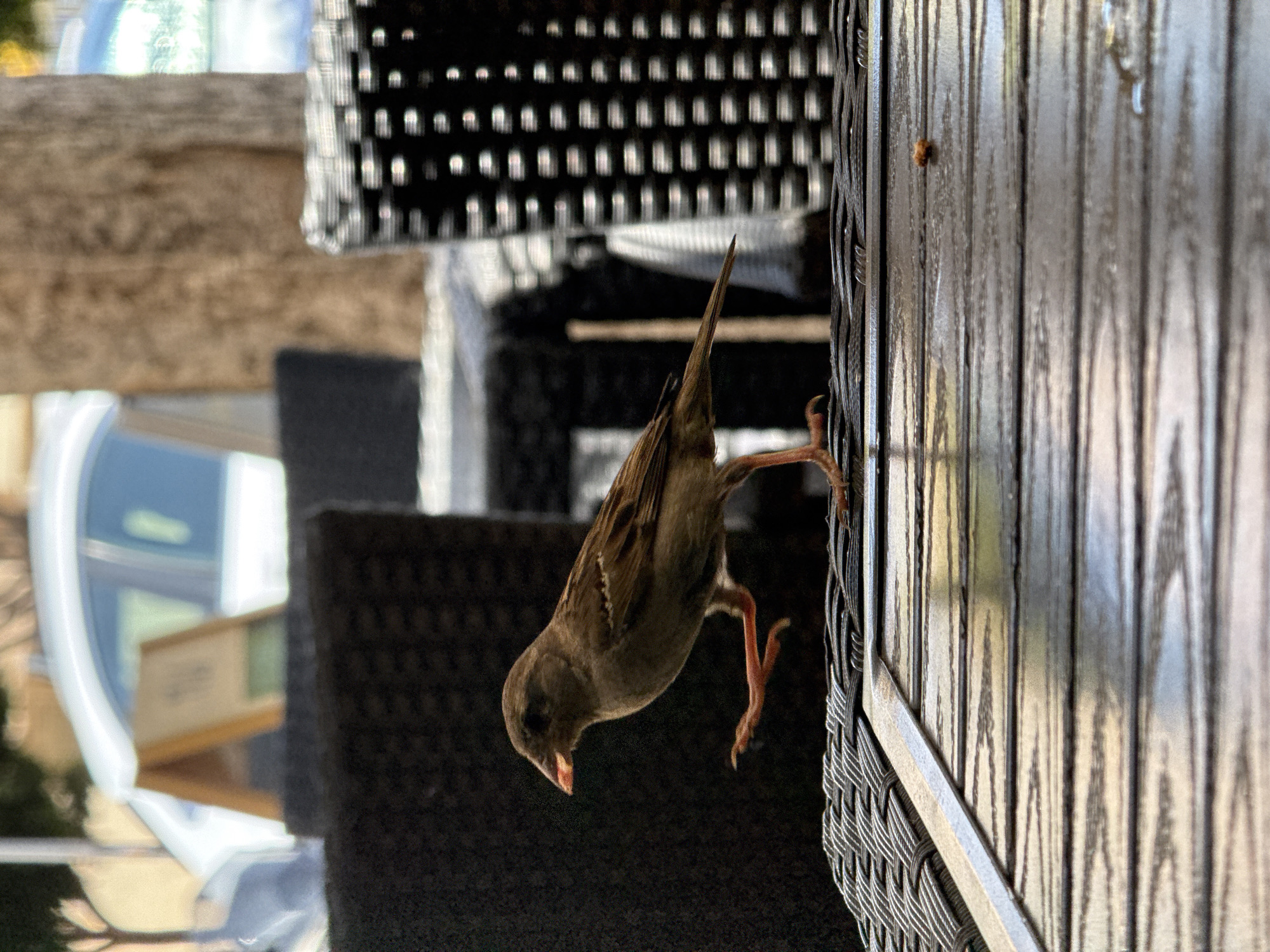 Sparrows working the wicker chairs at a Spanish café