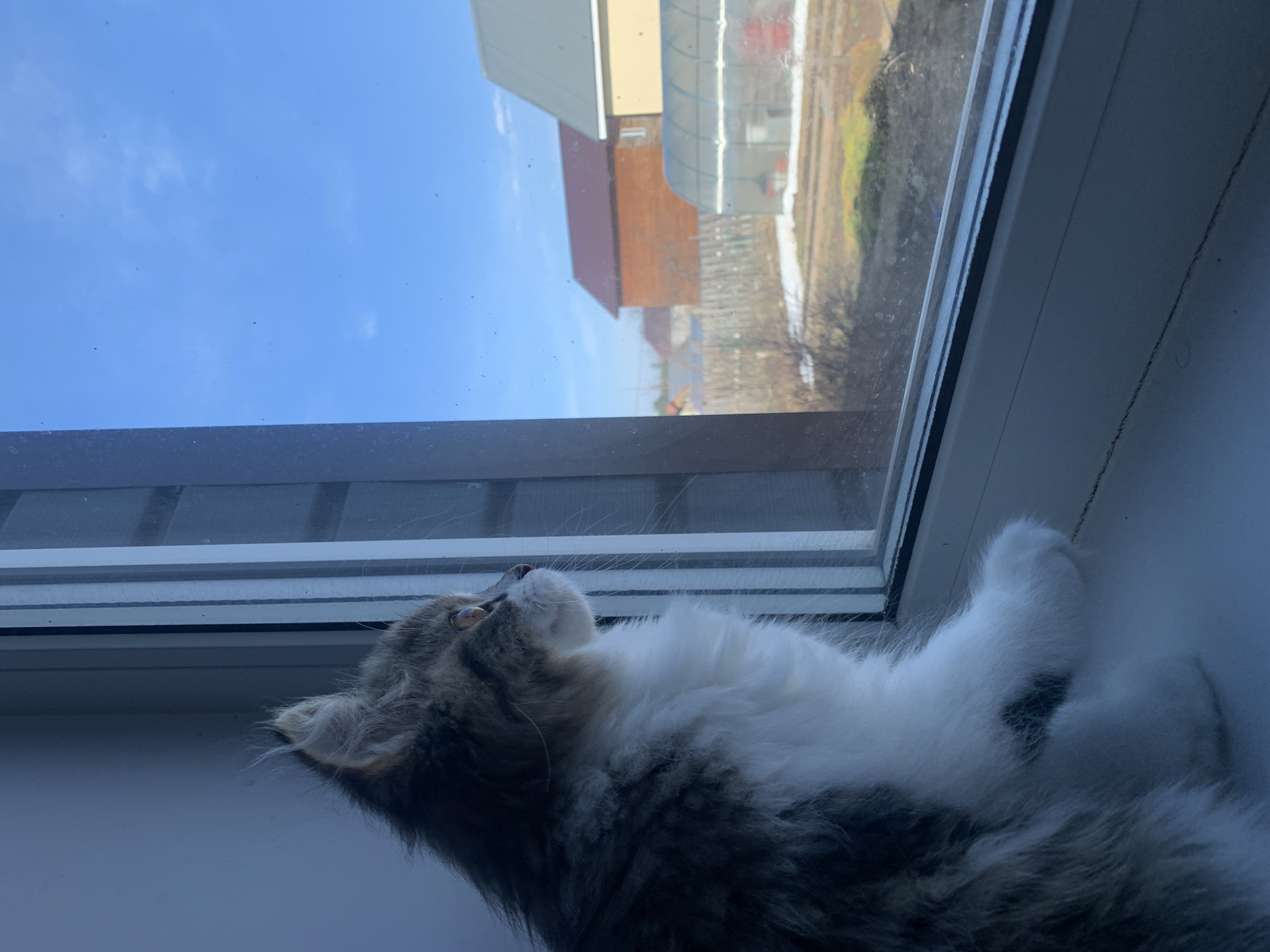 Cat spotted on windowsill in Chaikovsky, Russia