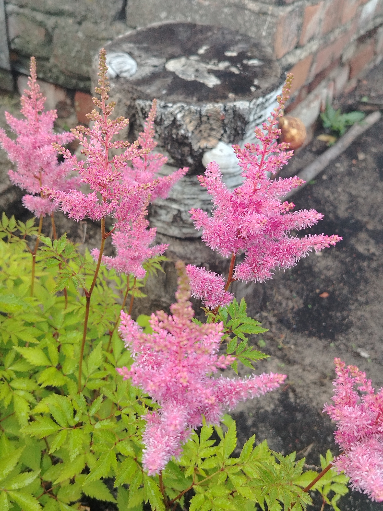 Flowers, storks, and a rabbit in a quiet morning garden setting