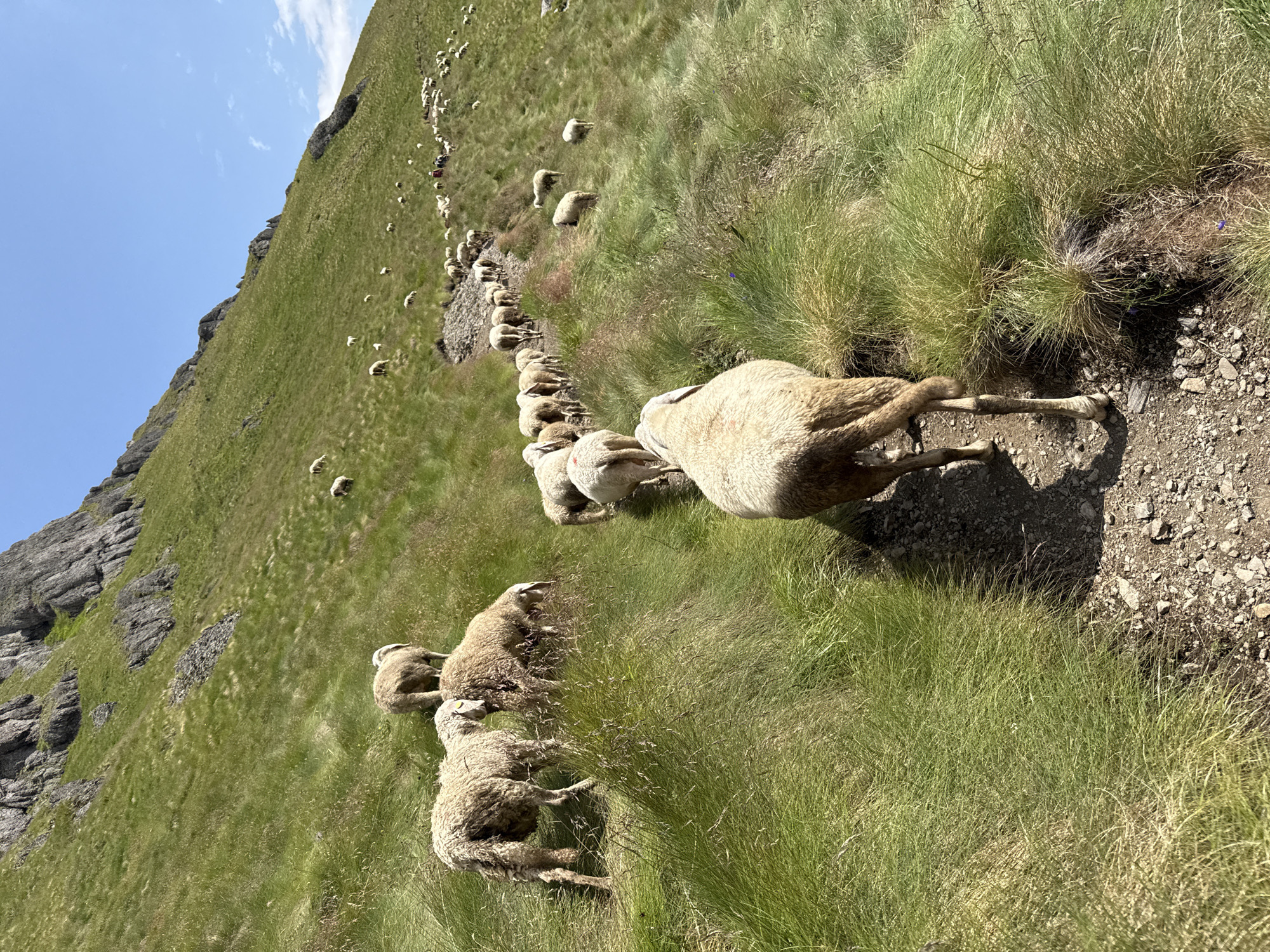Sheep flock the high alpine trails above Lago Fedaia, Dolomites