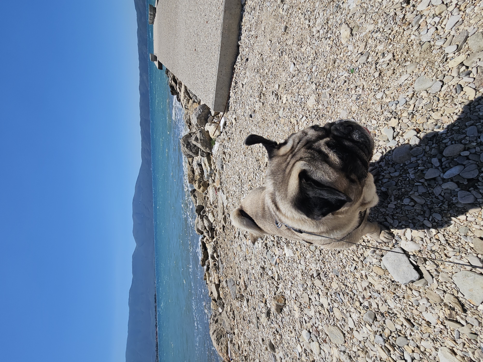 Pug enjoys sunny beach day in Orikum, Albania