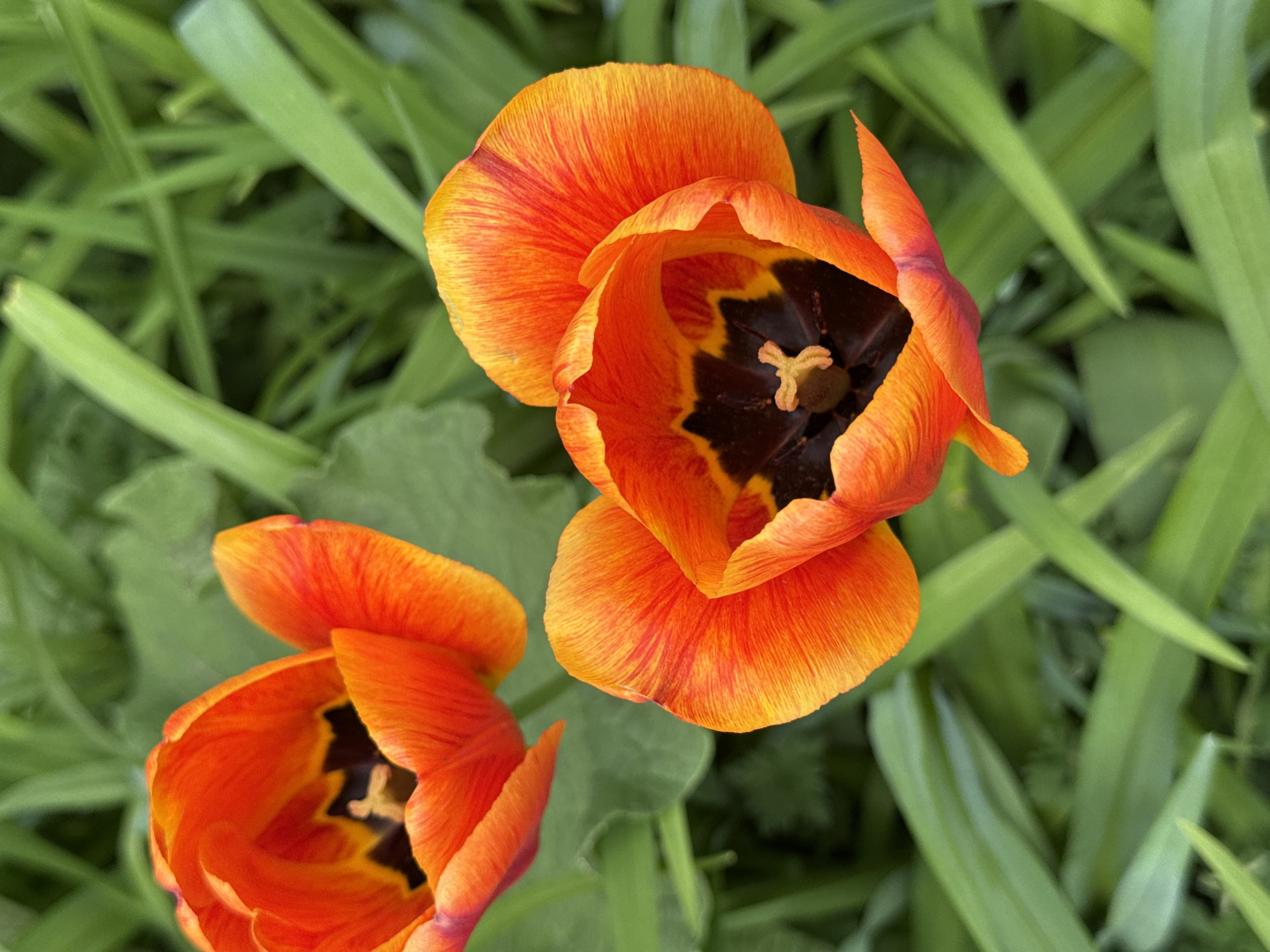 Beauty salon services and spring flowers documented in Chaikovsky