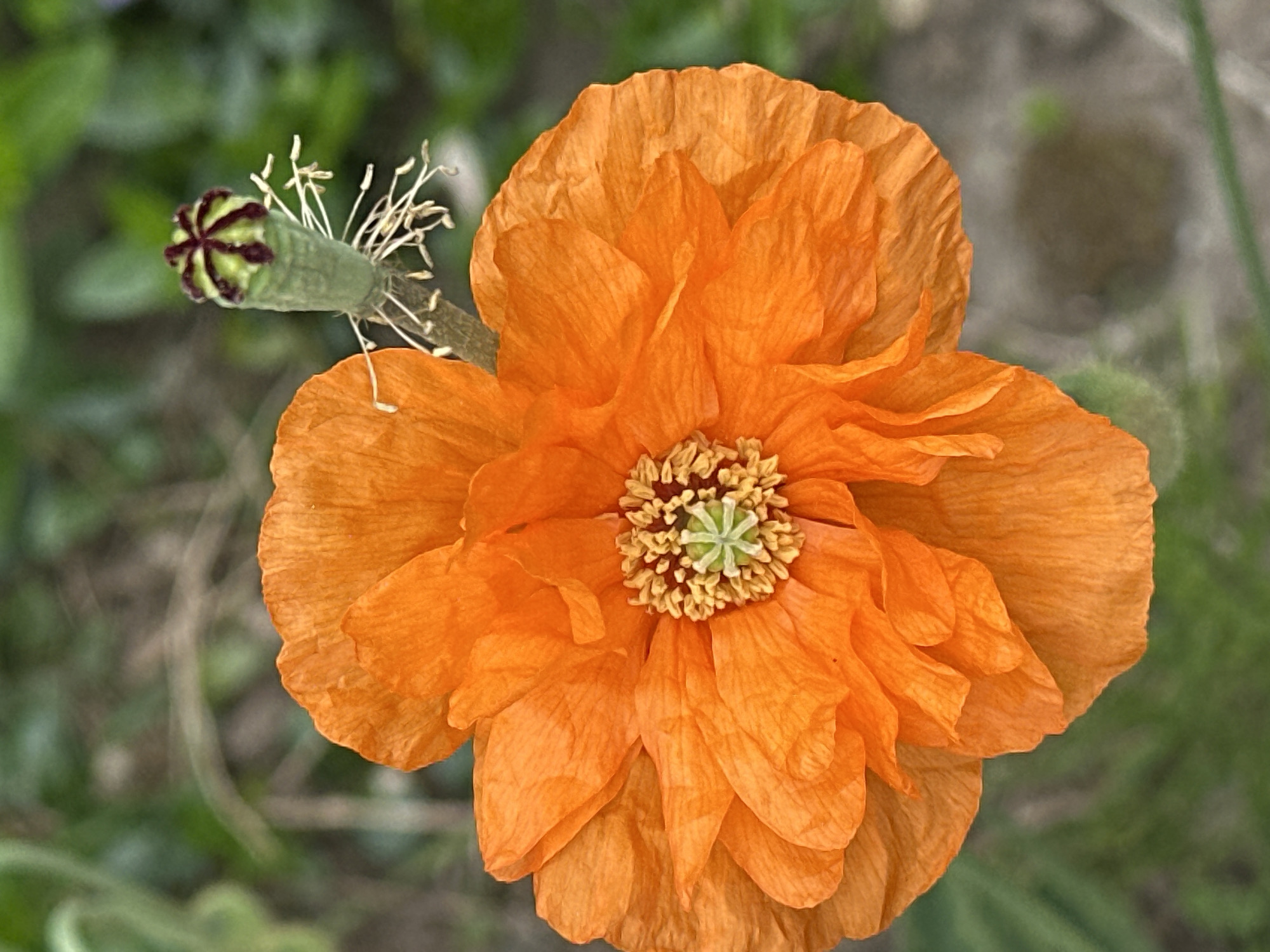 Orange poppy flower photographed in New Westminster garden