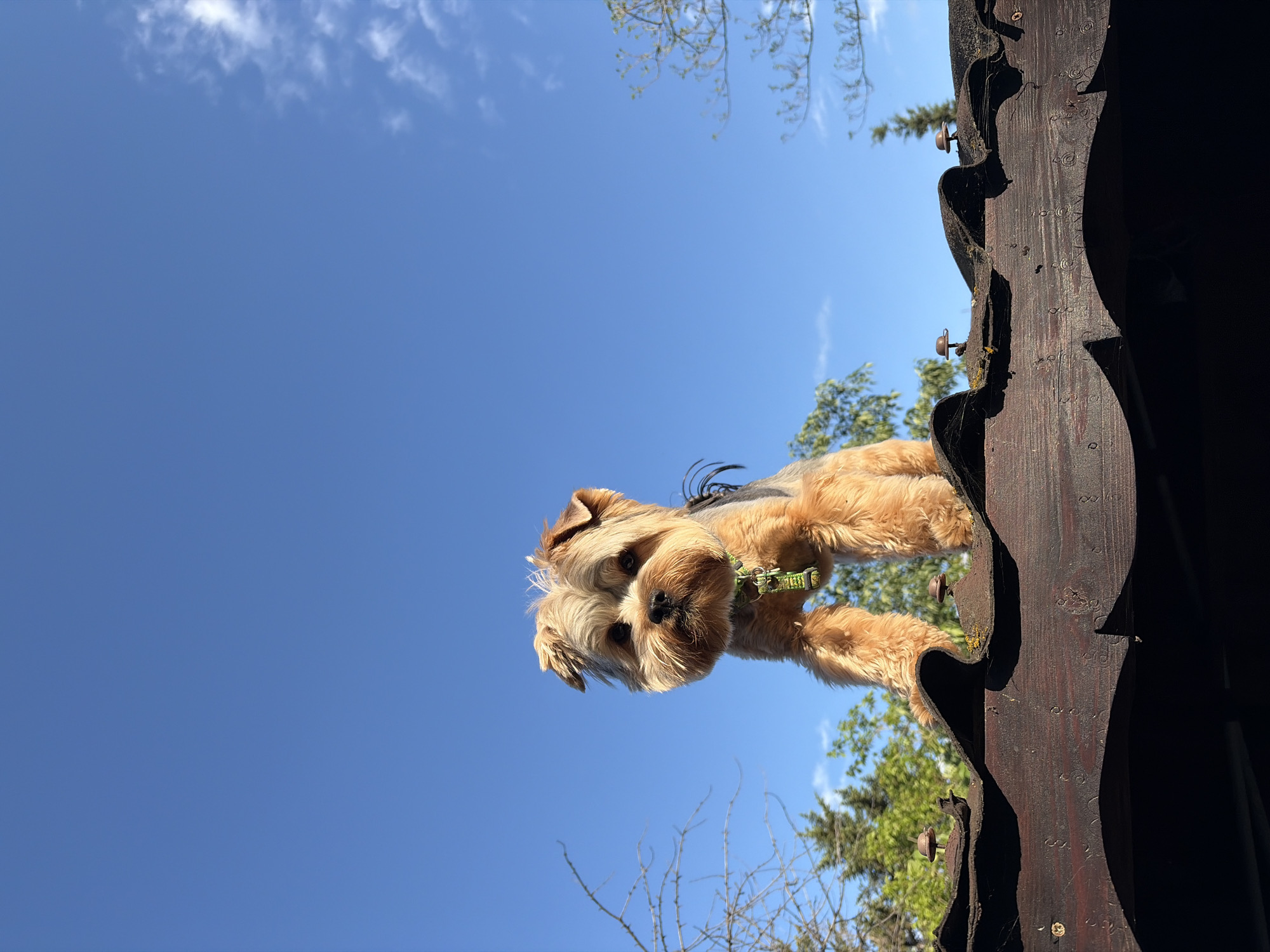 Yorkshire Terrier spotted on wooden structure in Brestnik, Bulgaria