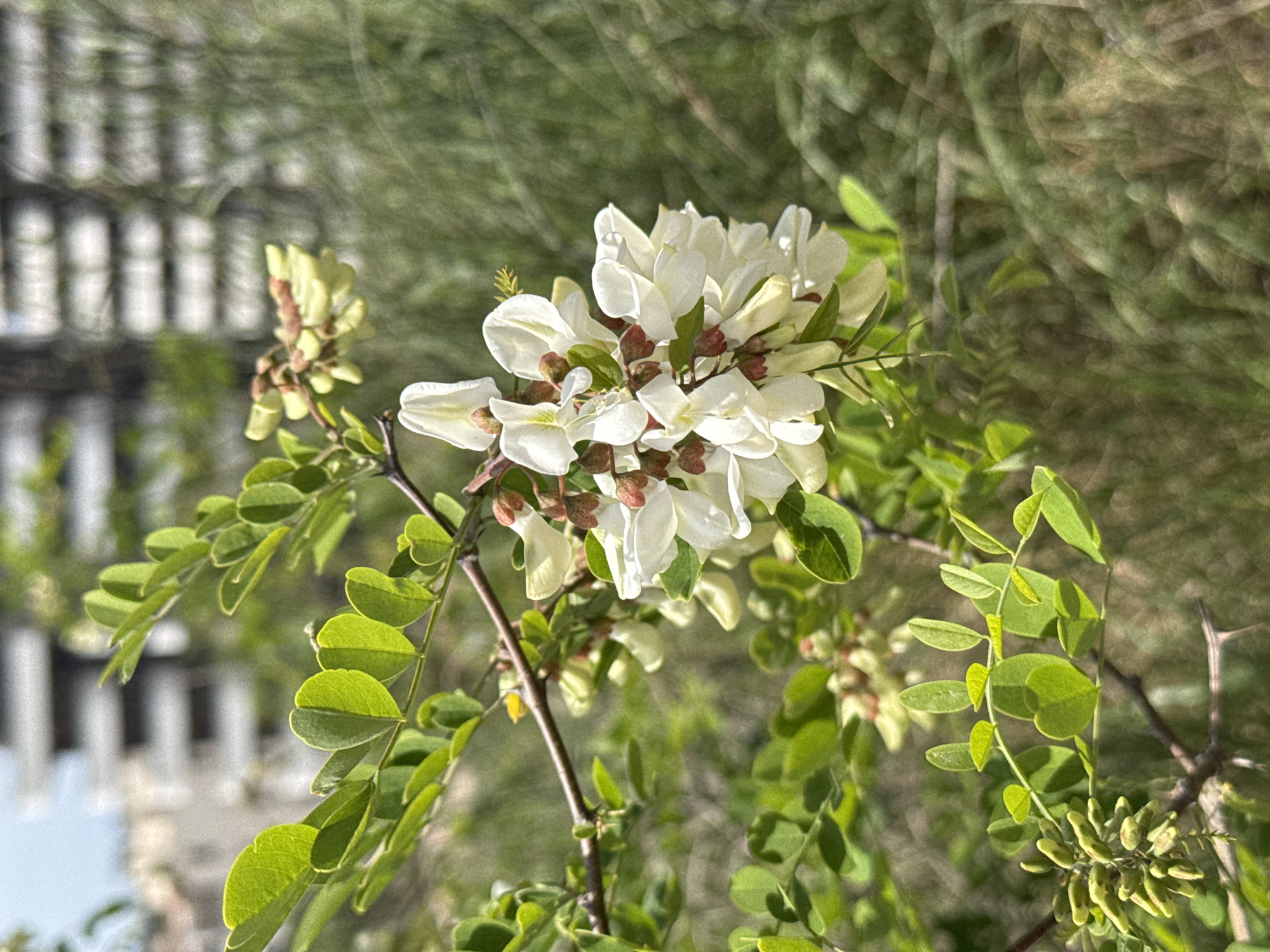 Spring flowers and modern buildings observed in Boreti, Montenegro